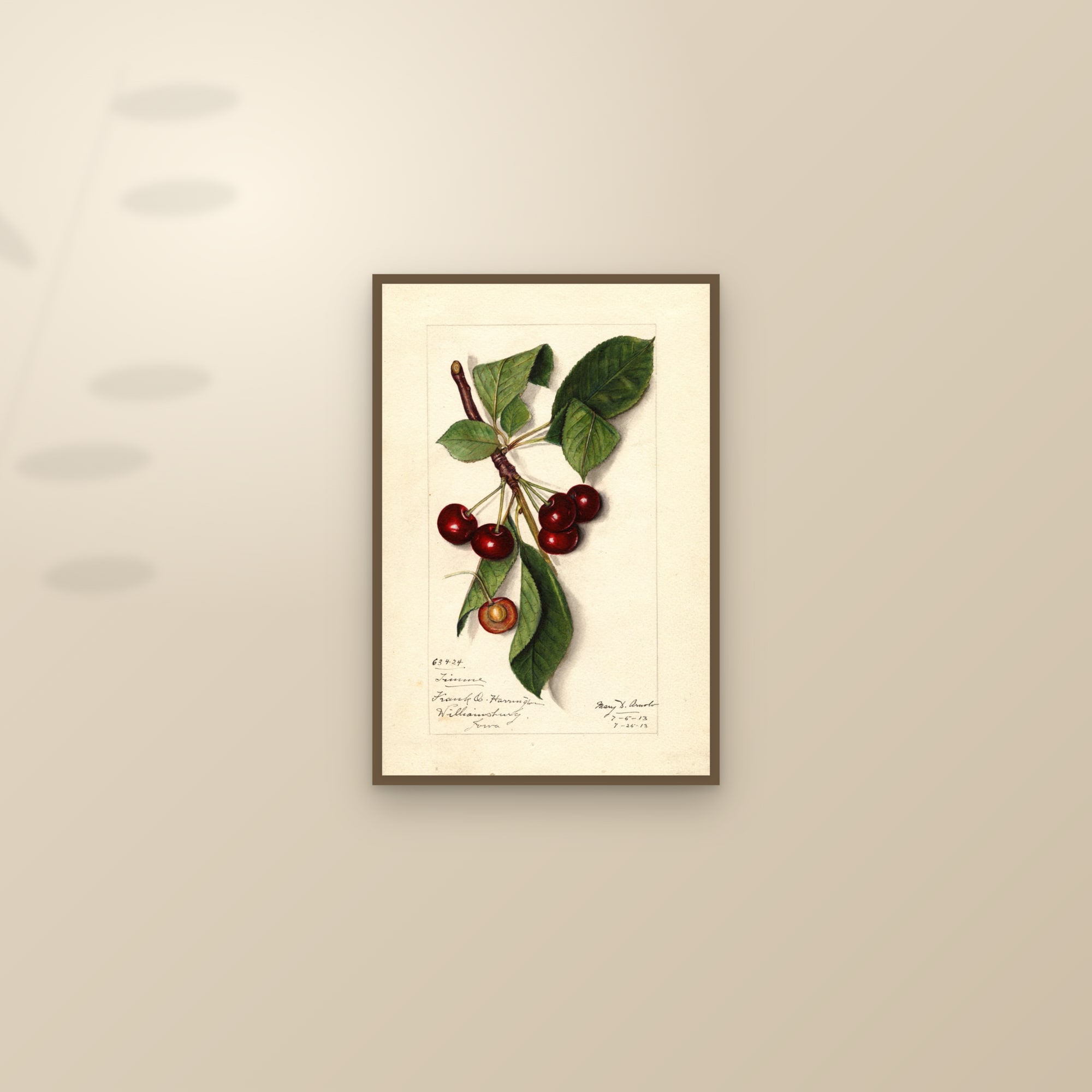 Timme Cherry — framed and styled on a sunlit wall