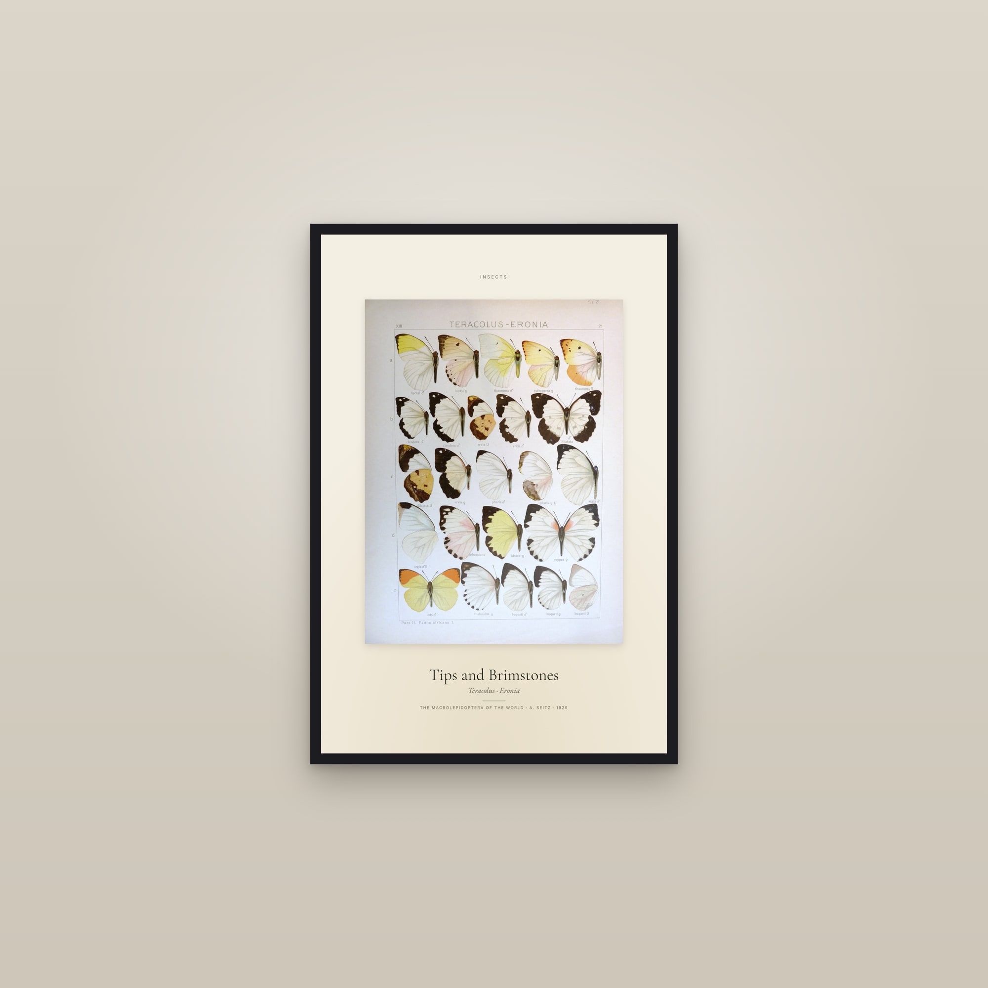 Tips and Brimstones — Specimen — framed in a gallery setting