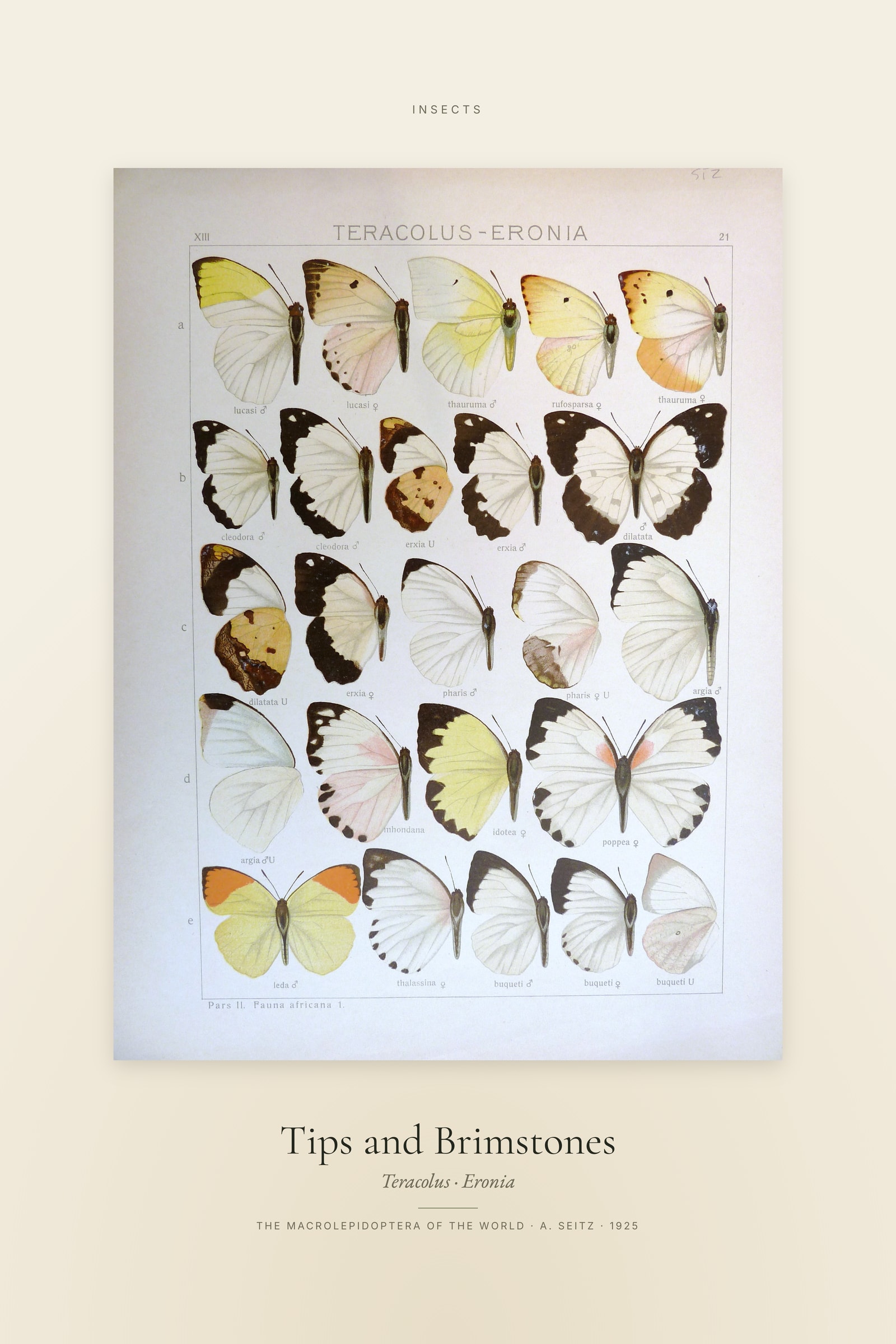 Tips and Brimstones — Specimen