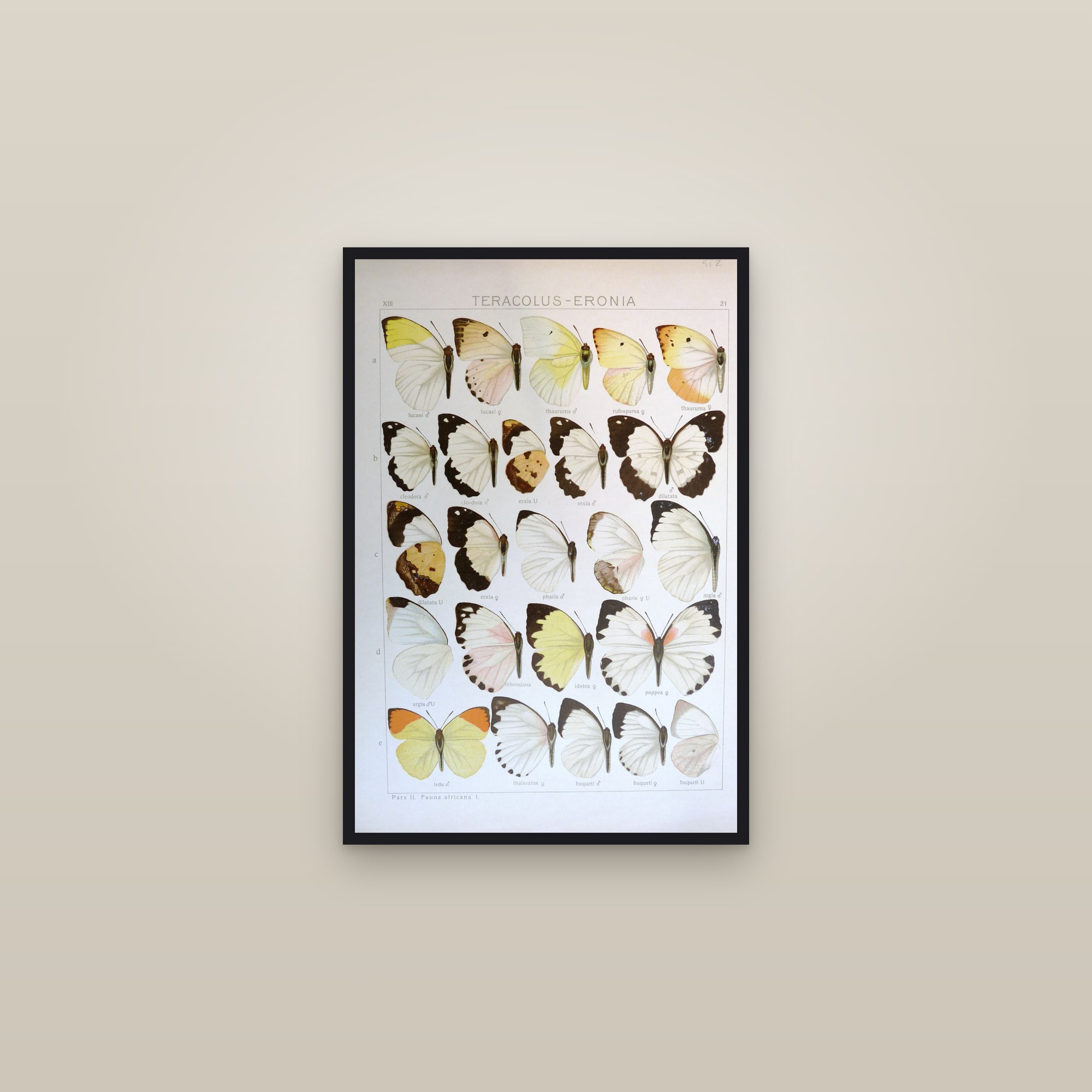 Tips and Brimstones — framed in a gallery setting