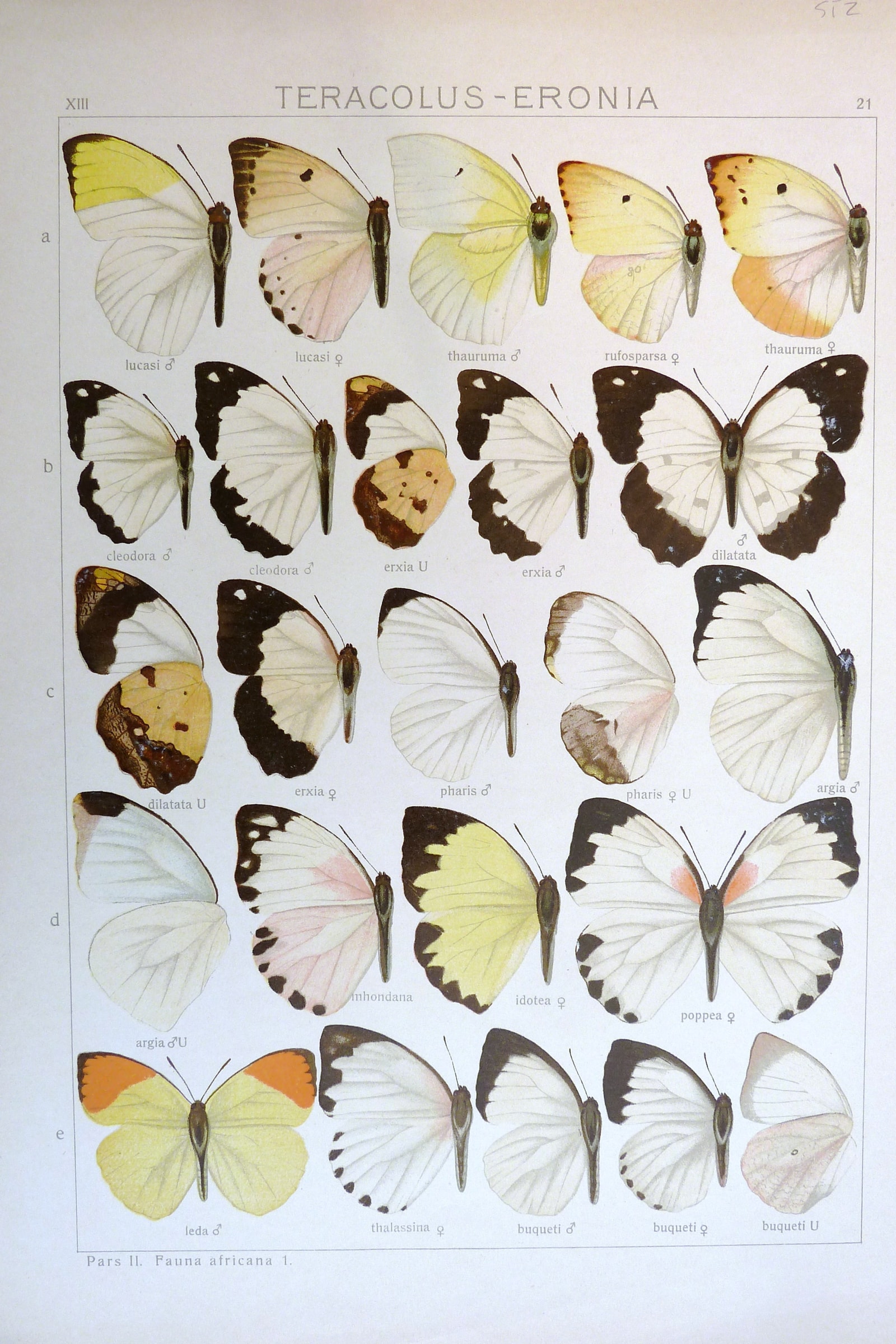 Tips and Brimstones