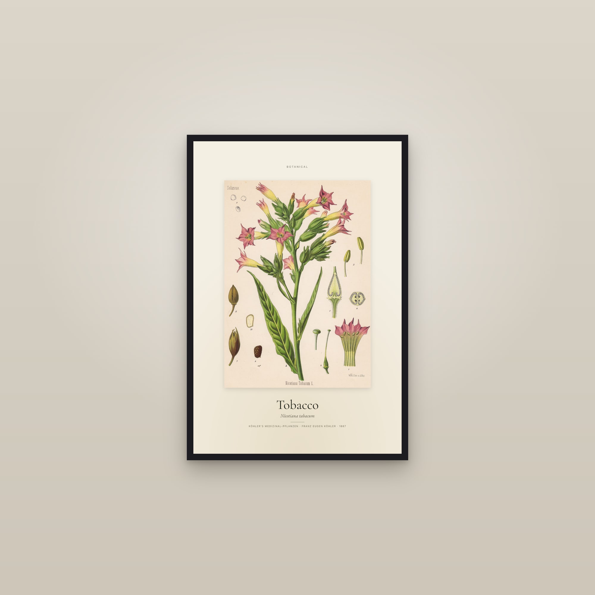 Tobacco — Specimen
