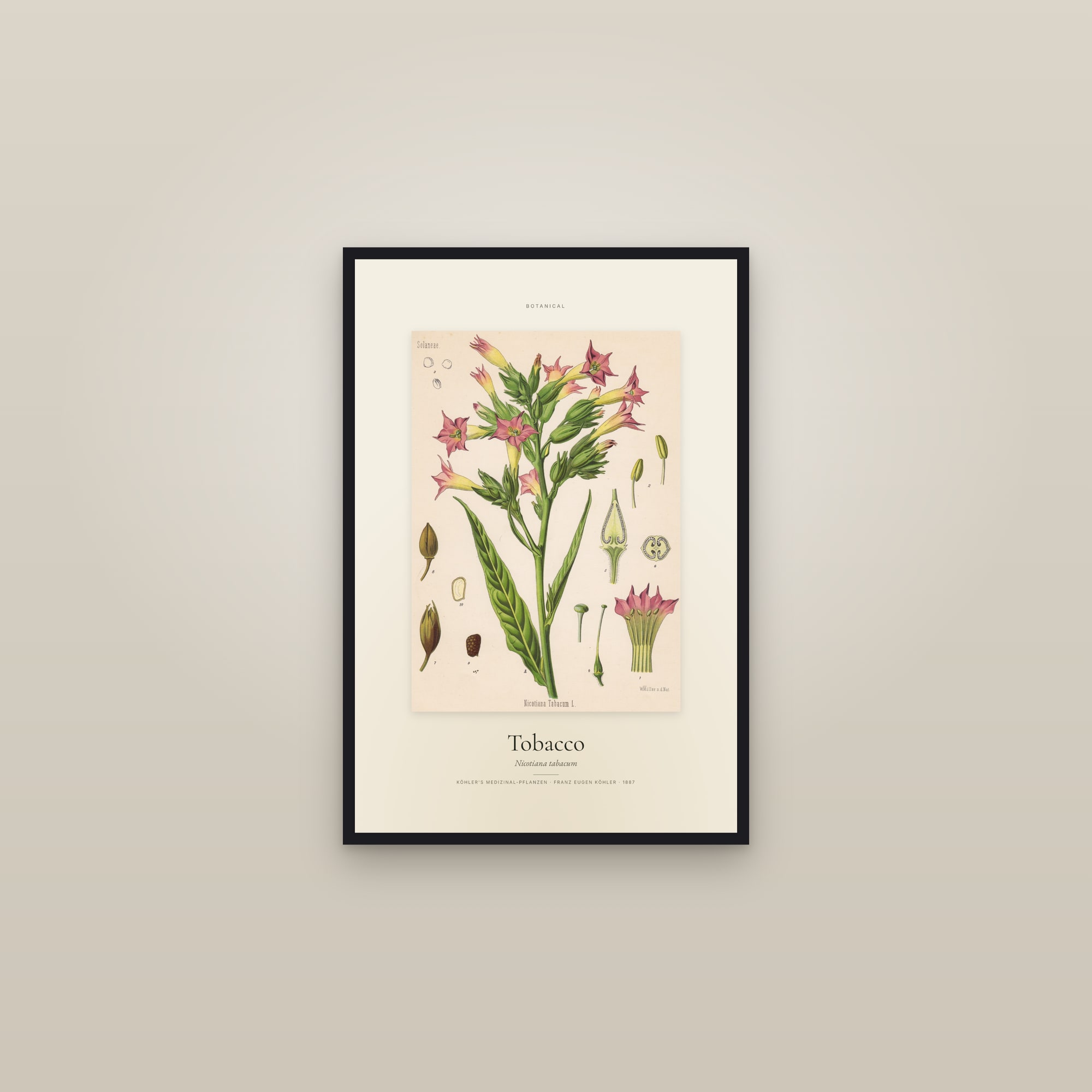 Tobacco — Specimen — framed in a gallery setting