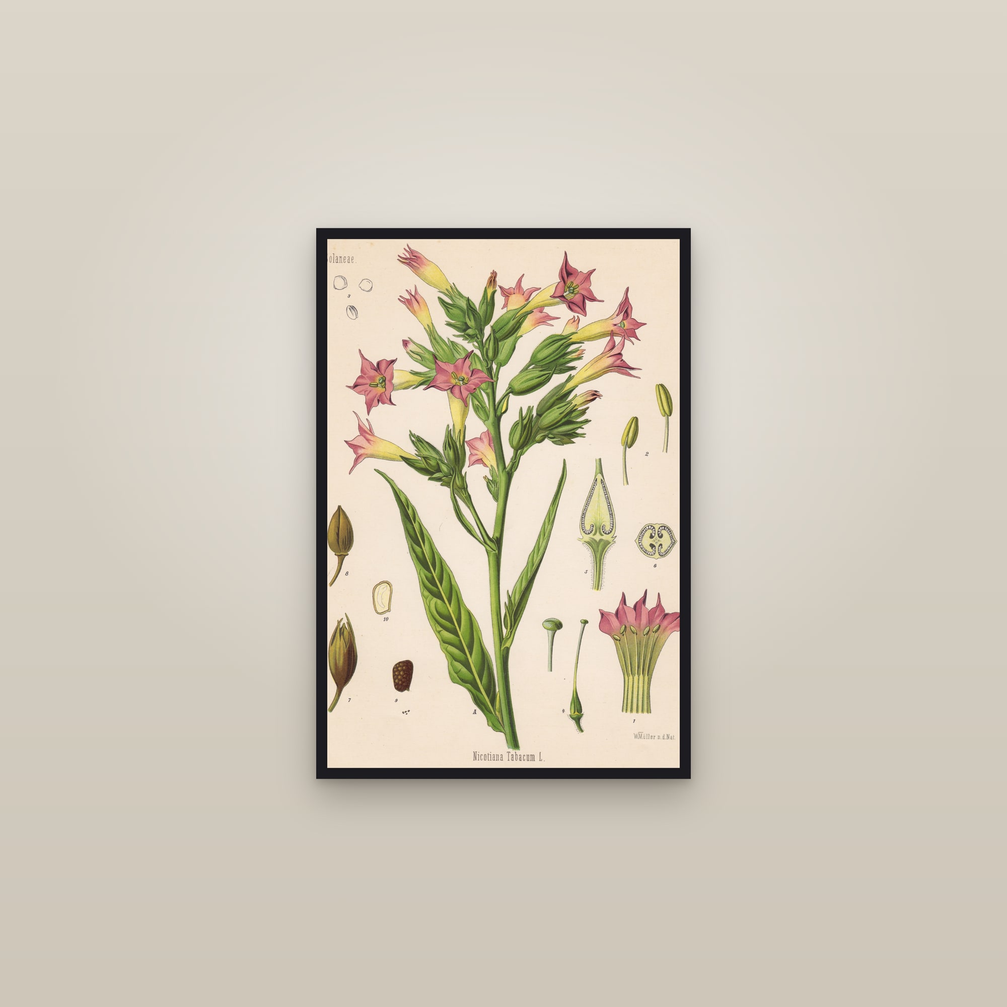 Tobacco — framed in a gallery setting