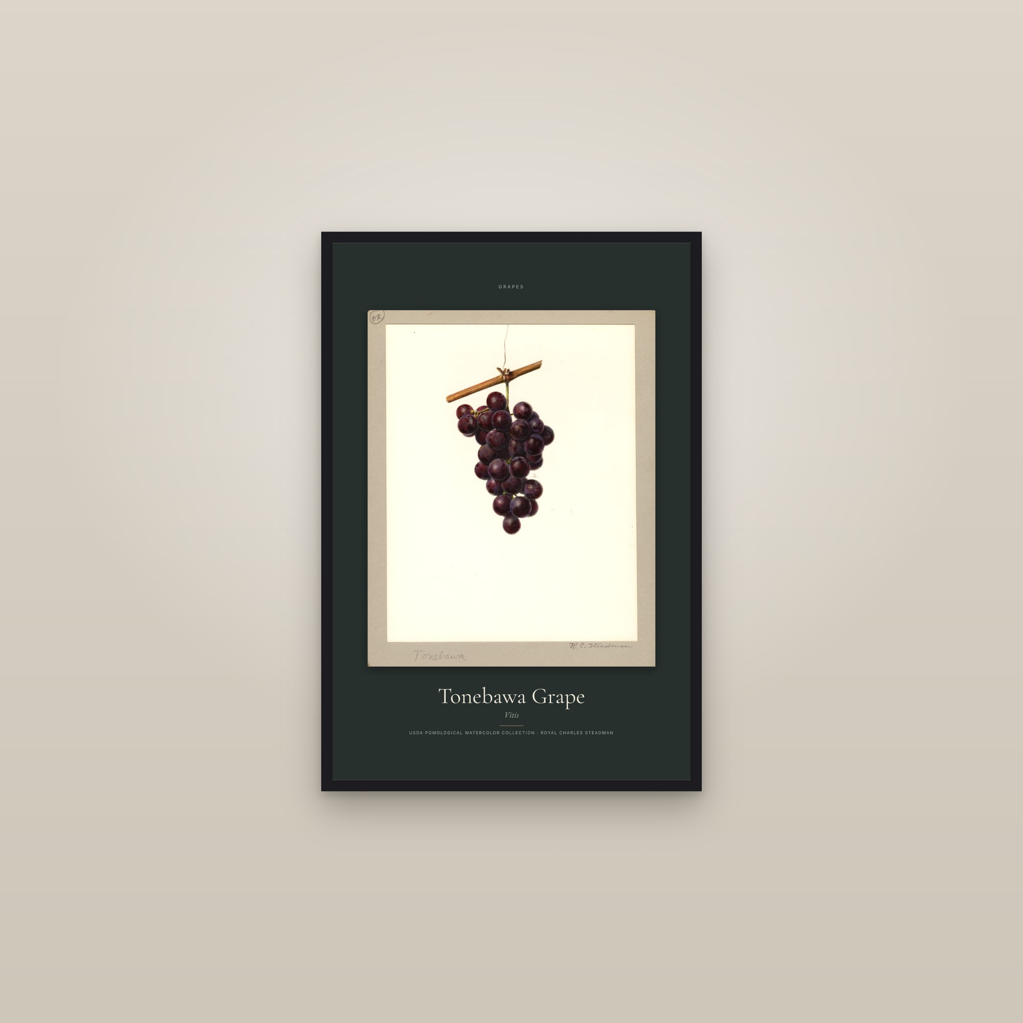 Tonebawa Grape — Specimen — framed in a gallery setting