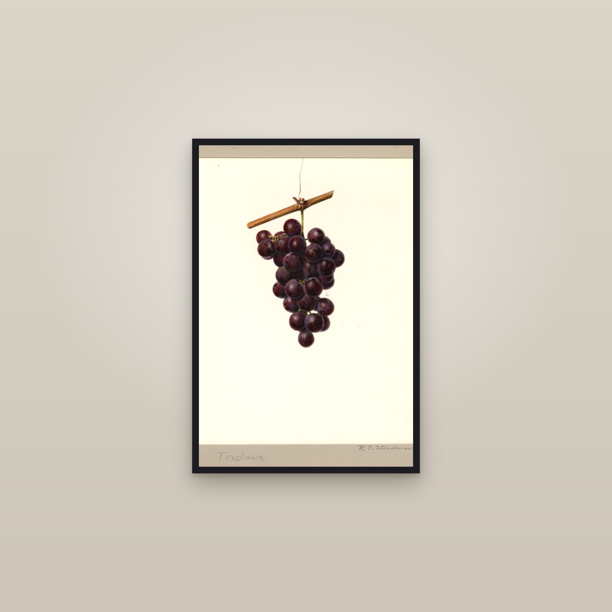 Tonebawa Grape — framed in a gallery setting