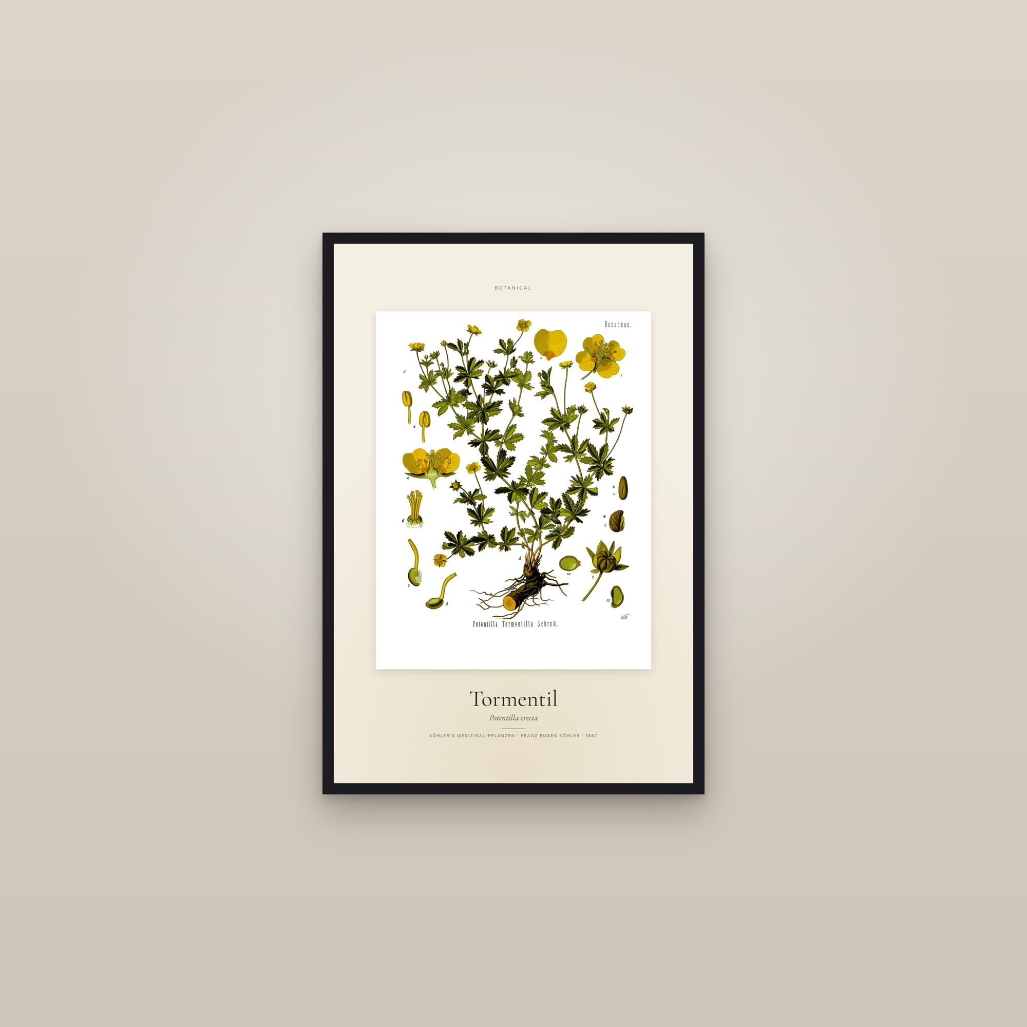 Tormentil (Köhler) — Specimen — framed in a gallery setting