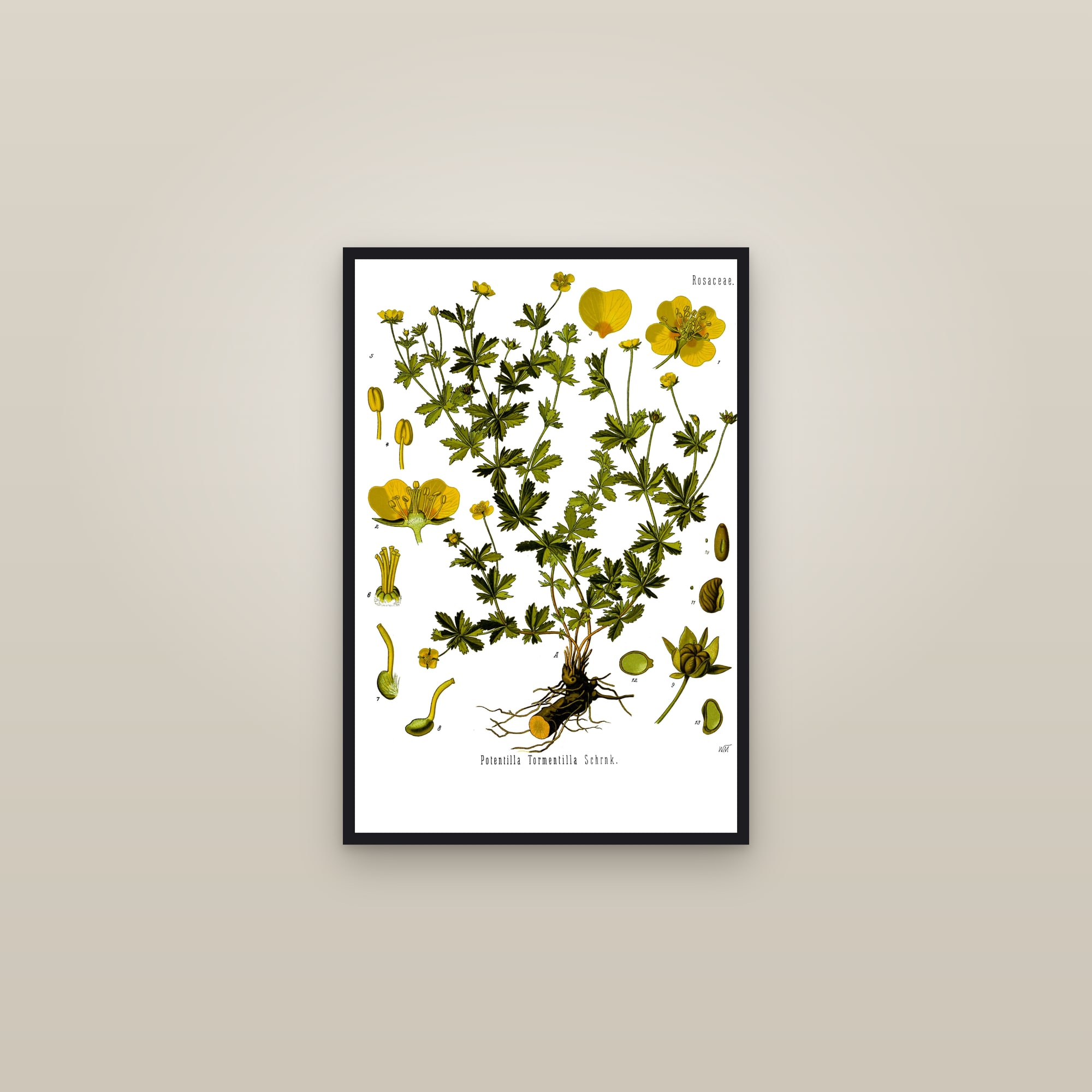 Tormentil (Köhler) — framed in a gallery setting