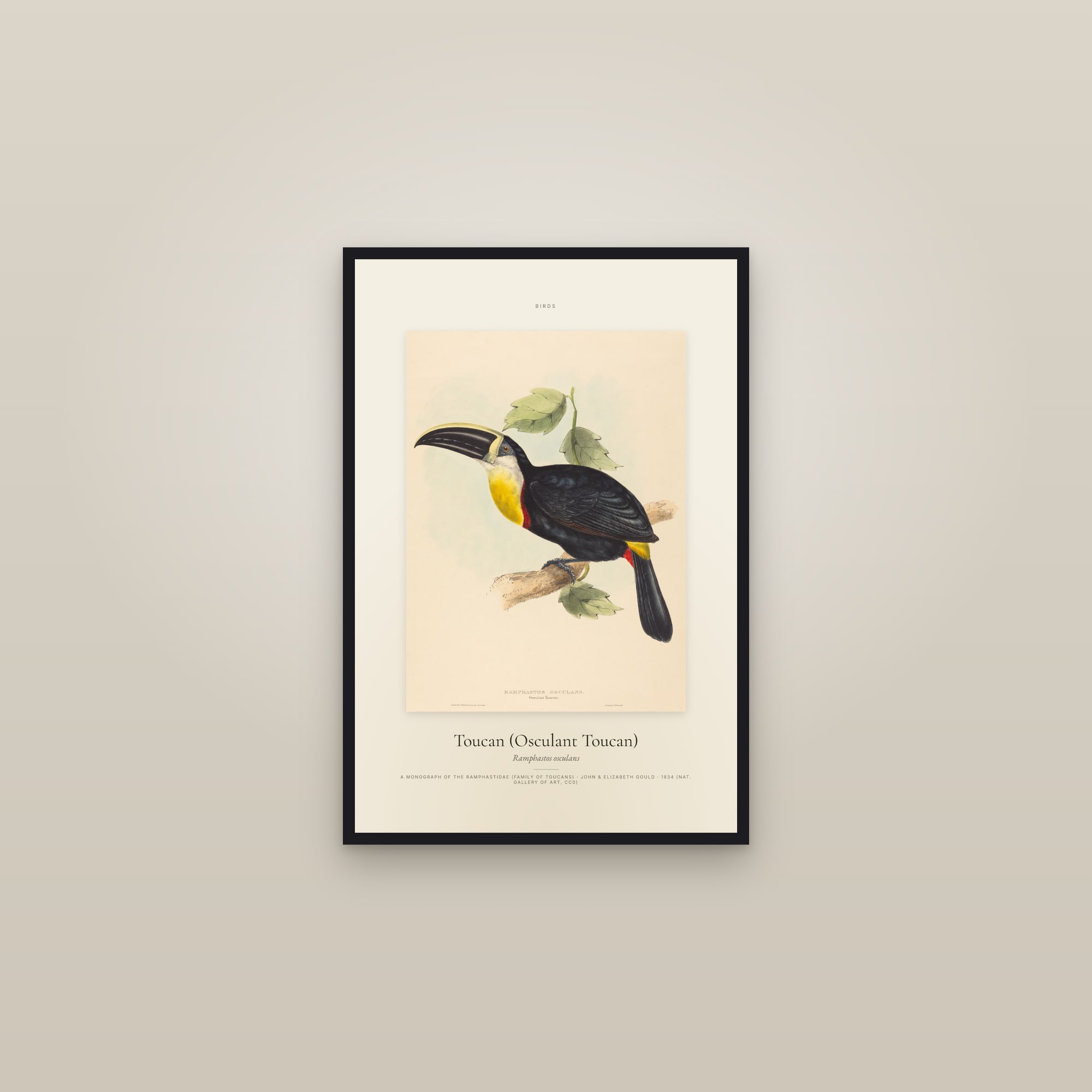 Toucan (Osculant Toucan) — Specimen — framed in a gallery setting