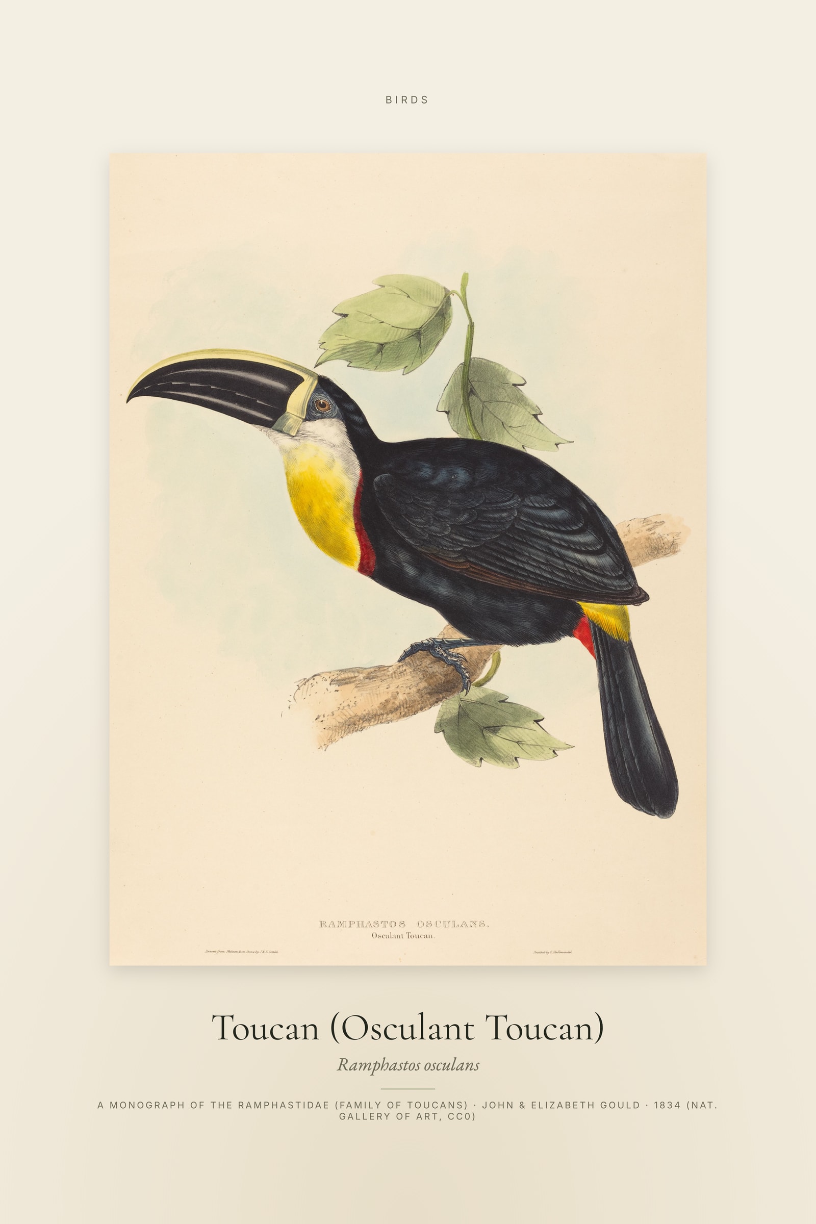 Toucan (Osculant Toucan) — Specimen