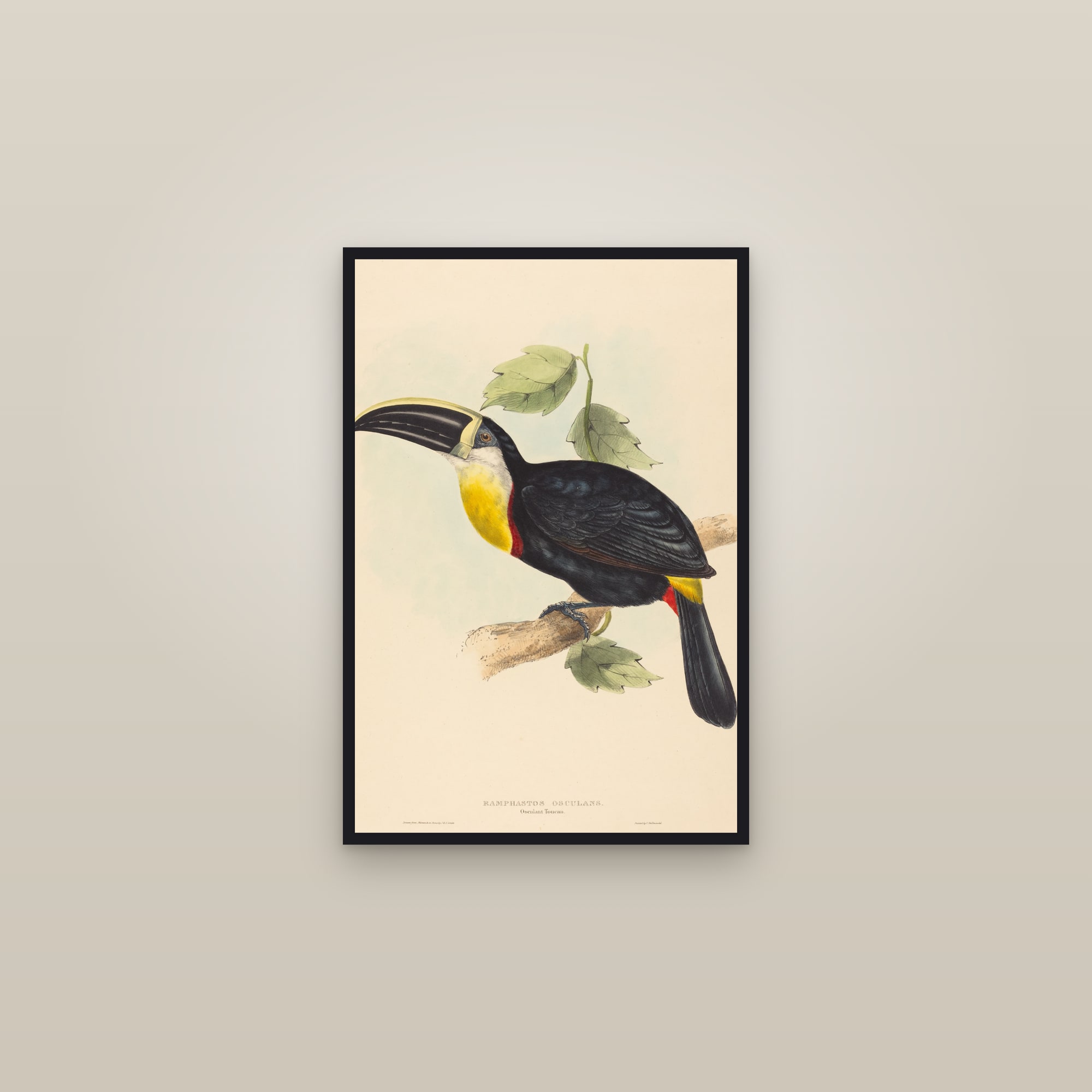 Toucan (Osculant Toucan) — framed in a gallery setting