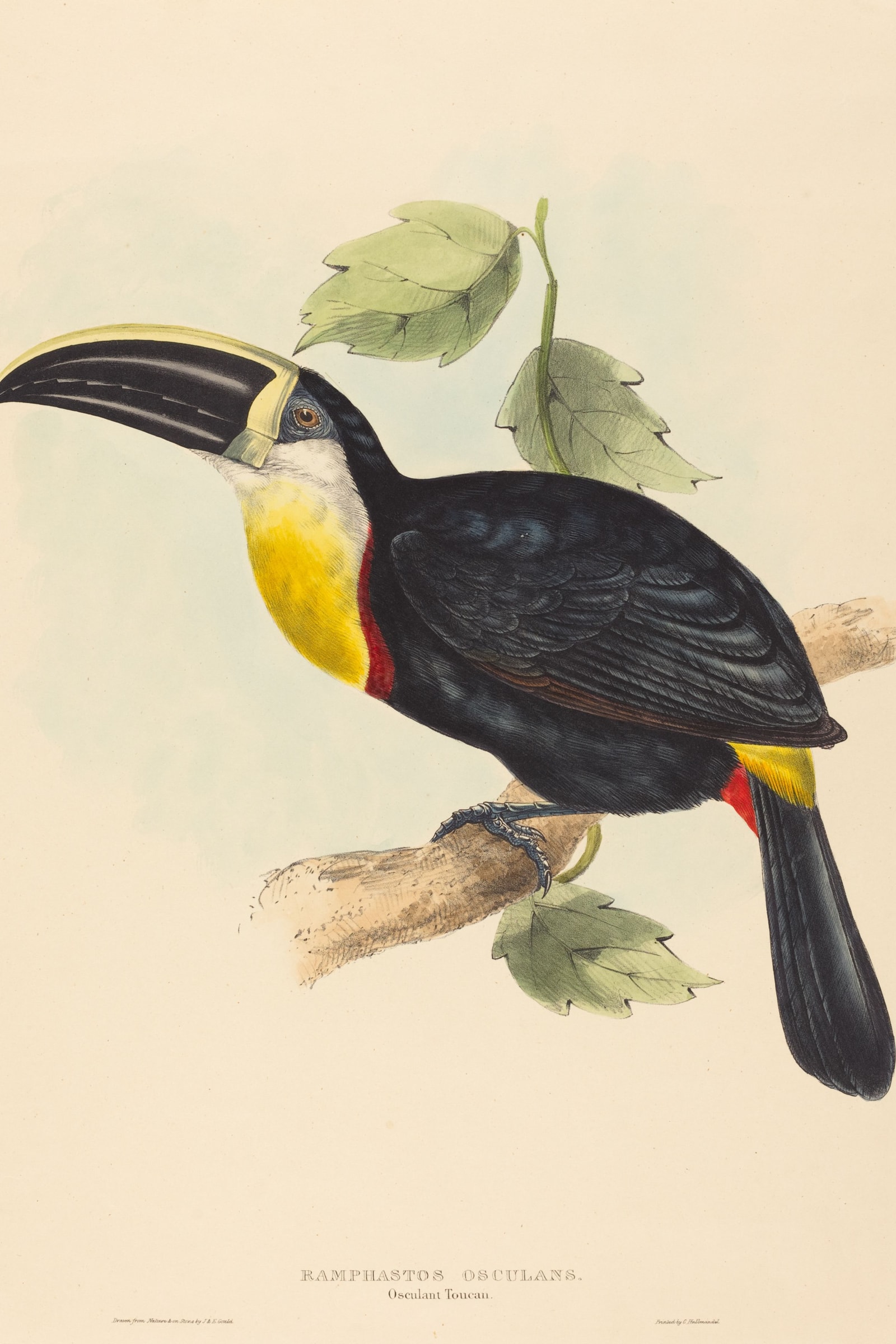 Toucan (Osculant Toucan)