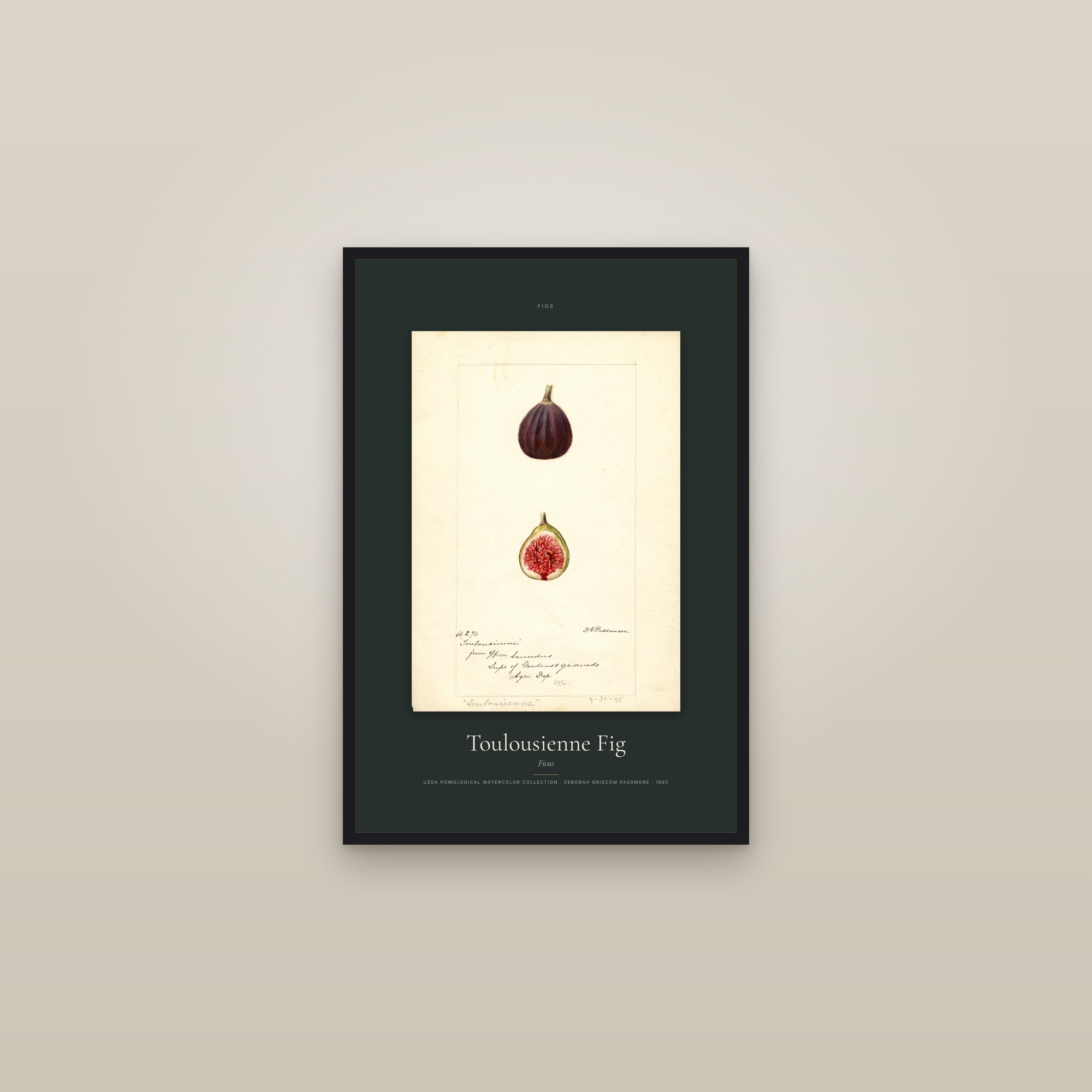 Toulousienne Fig — Specimen — framed in a gallery setting