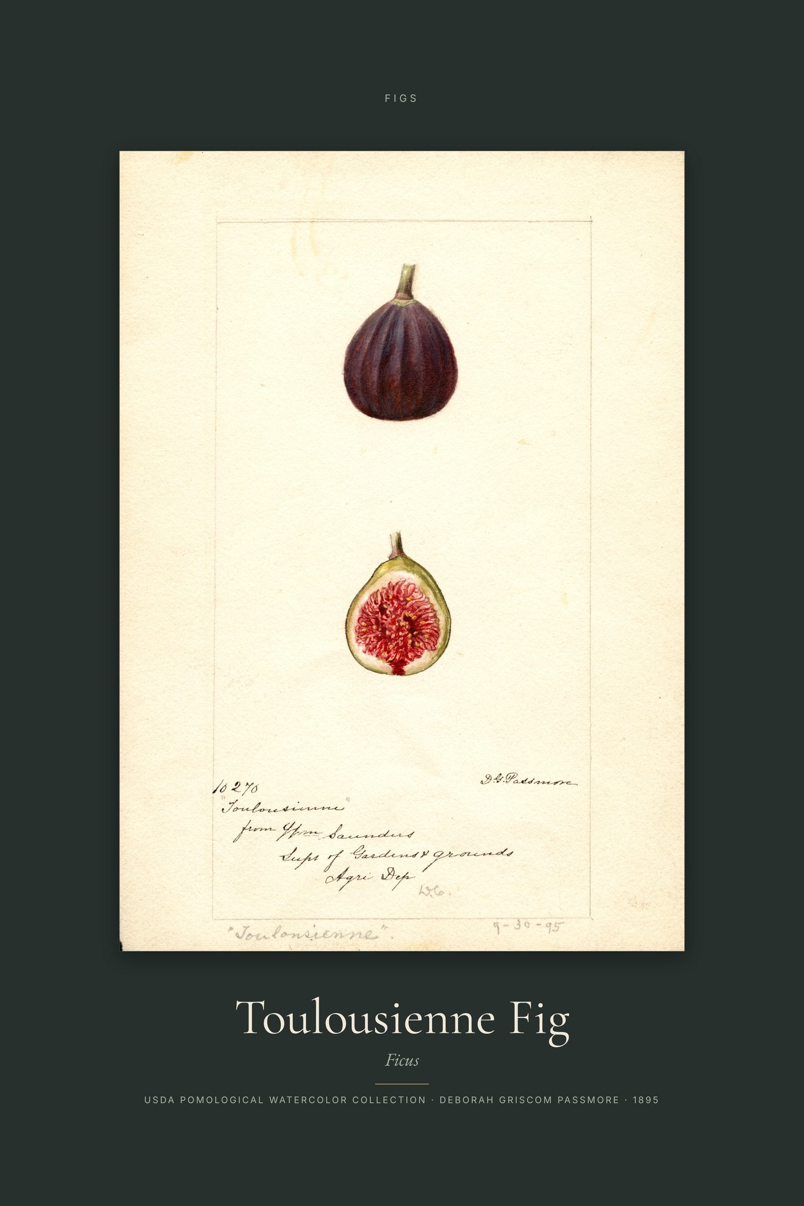 Toulousienne Fig — Specimen