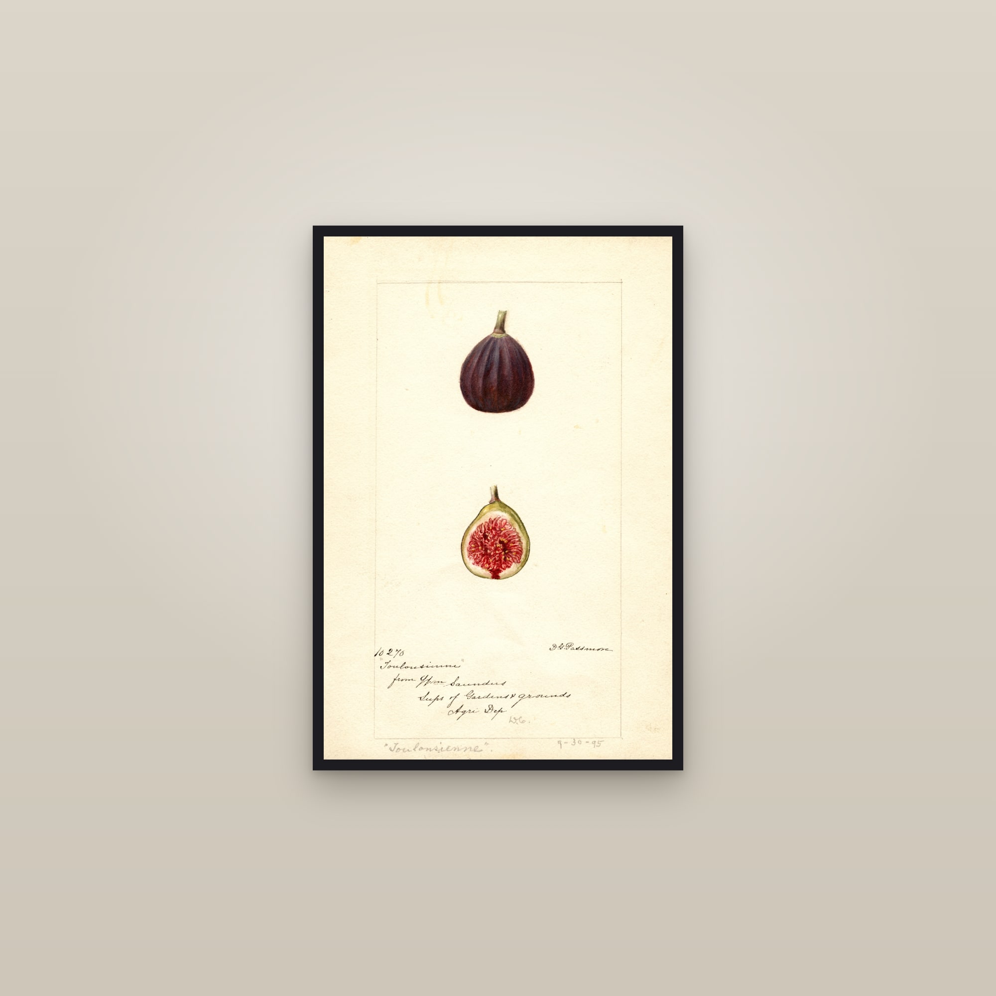 Toulousienne Fig — framed in a gallery setting