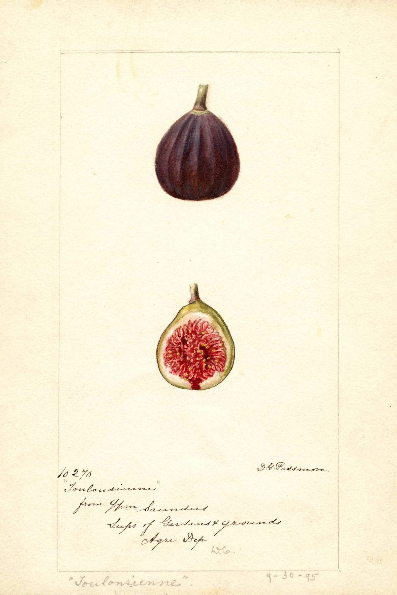 Toulousienne Fig
