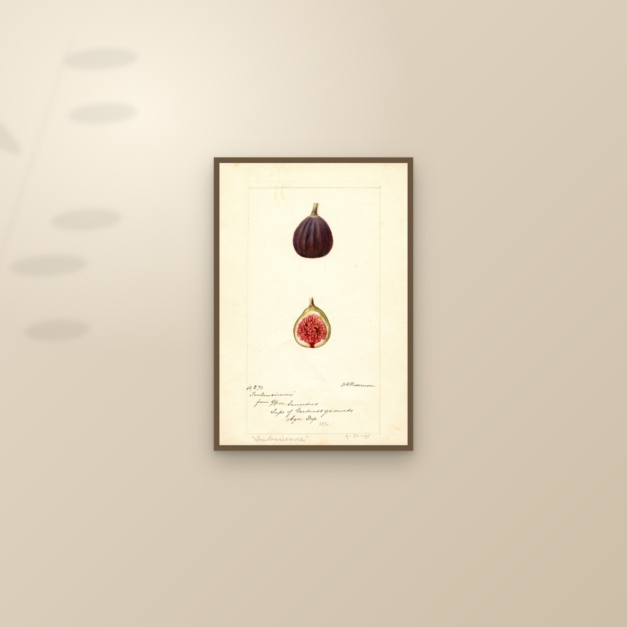 Toulousienne Fig — framed and styled on a sunlit wall