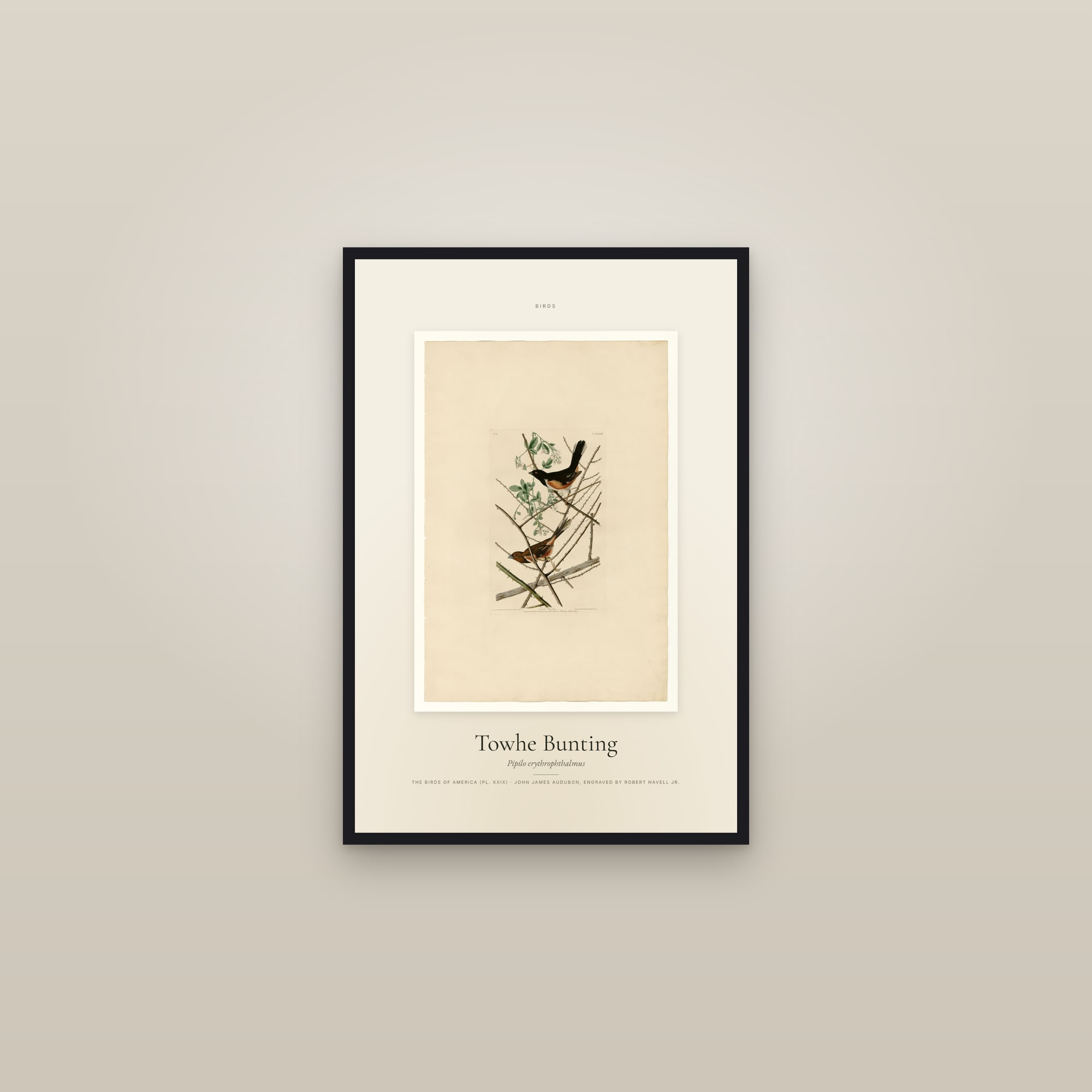Towhe Bunting — Specimen — framed in a gallery setting