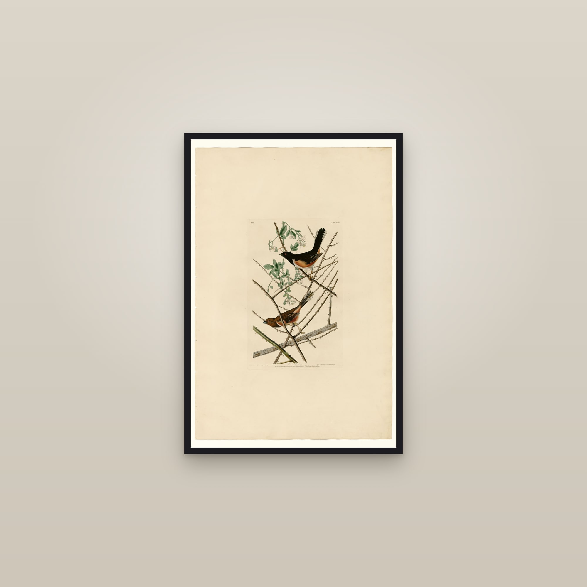 Towhe Bunting — framed in a gallery setting