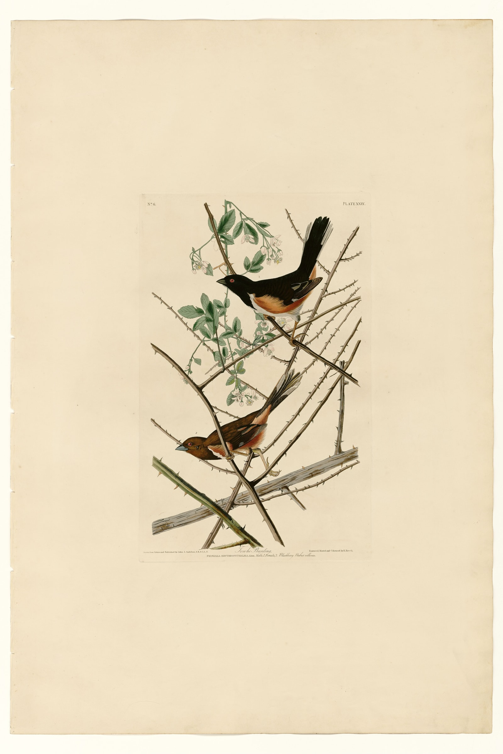 Towhe Bunting