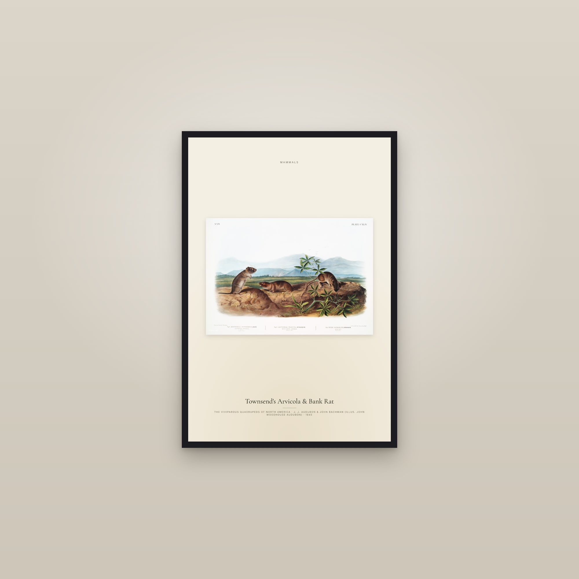 Townsend's Arvicola & Bank Rat — framed in a gallery setting