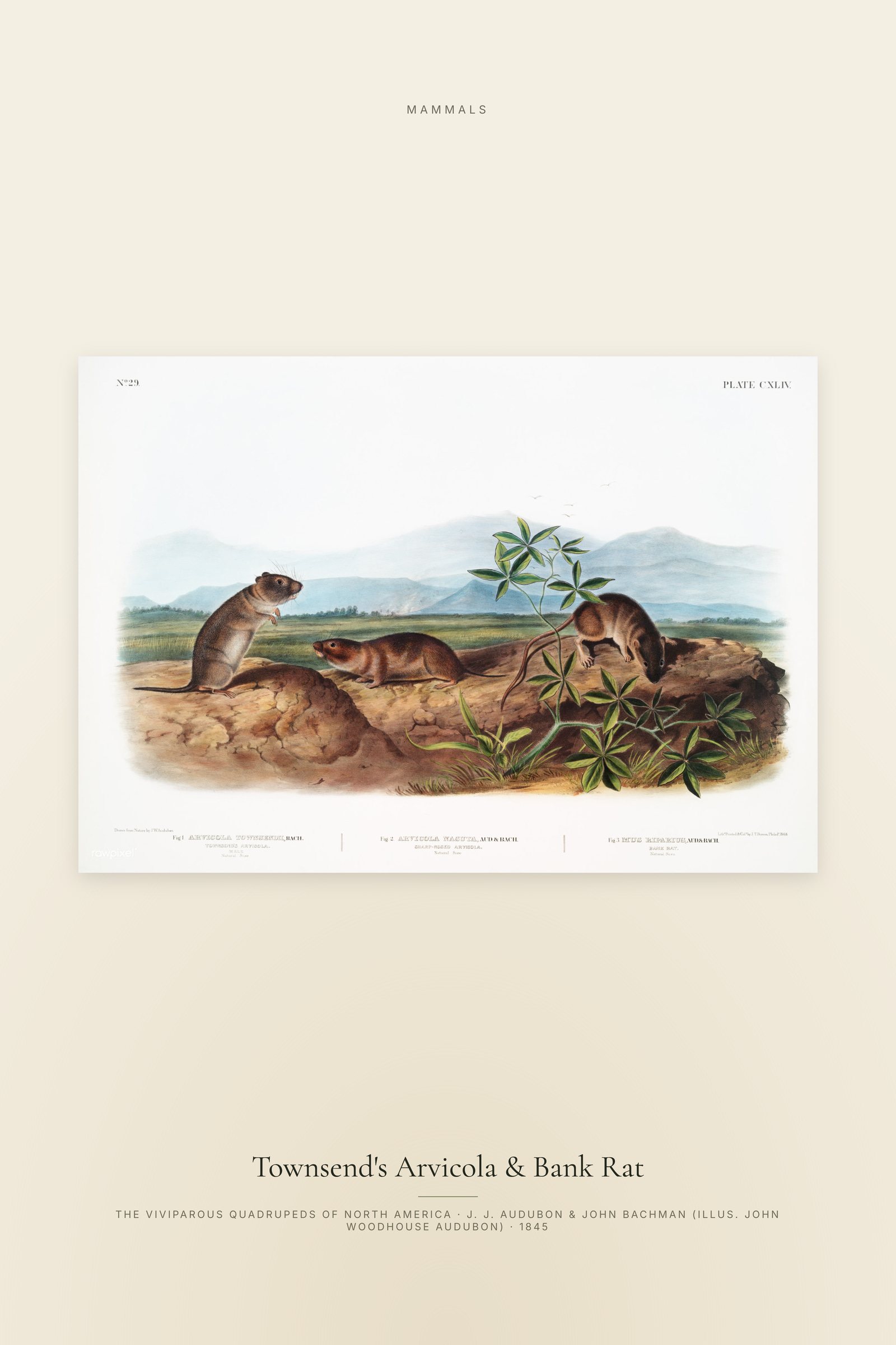 Townsend's Arvicola & Bank Rat