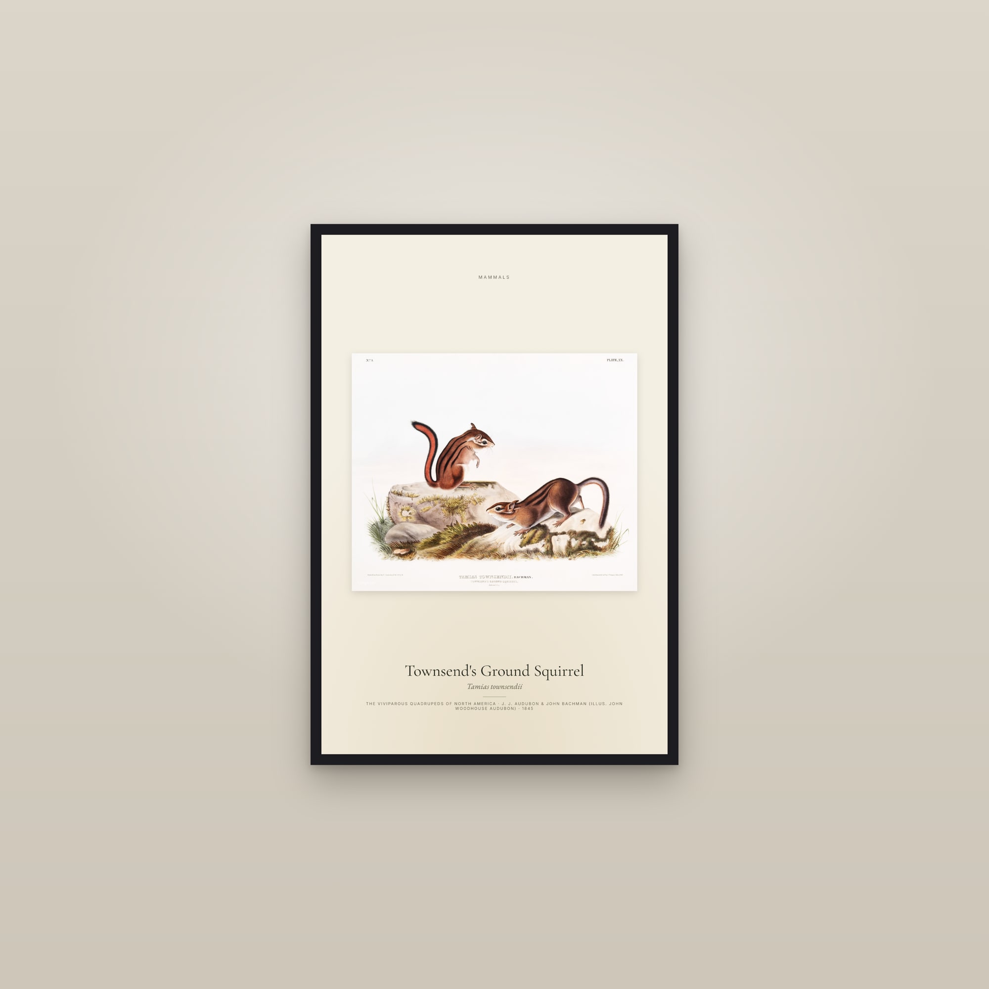 Townsend's Ground Squirrel — framed in a gallery setting