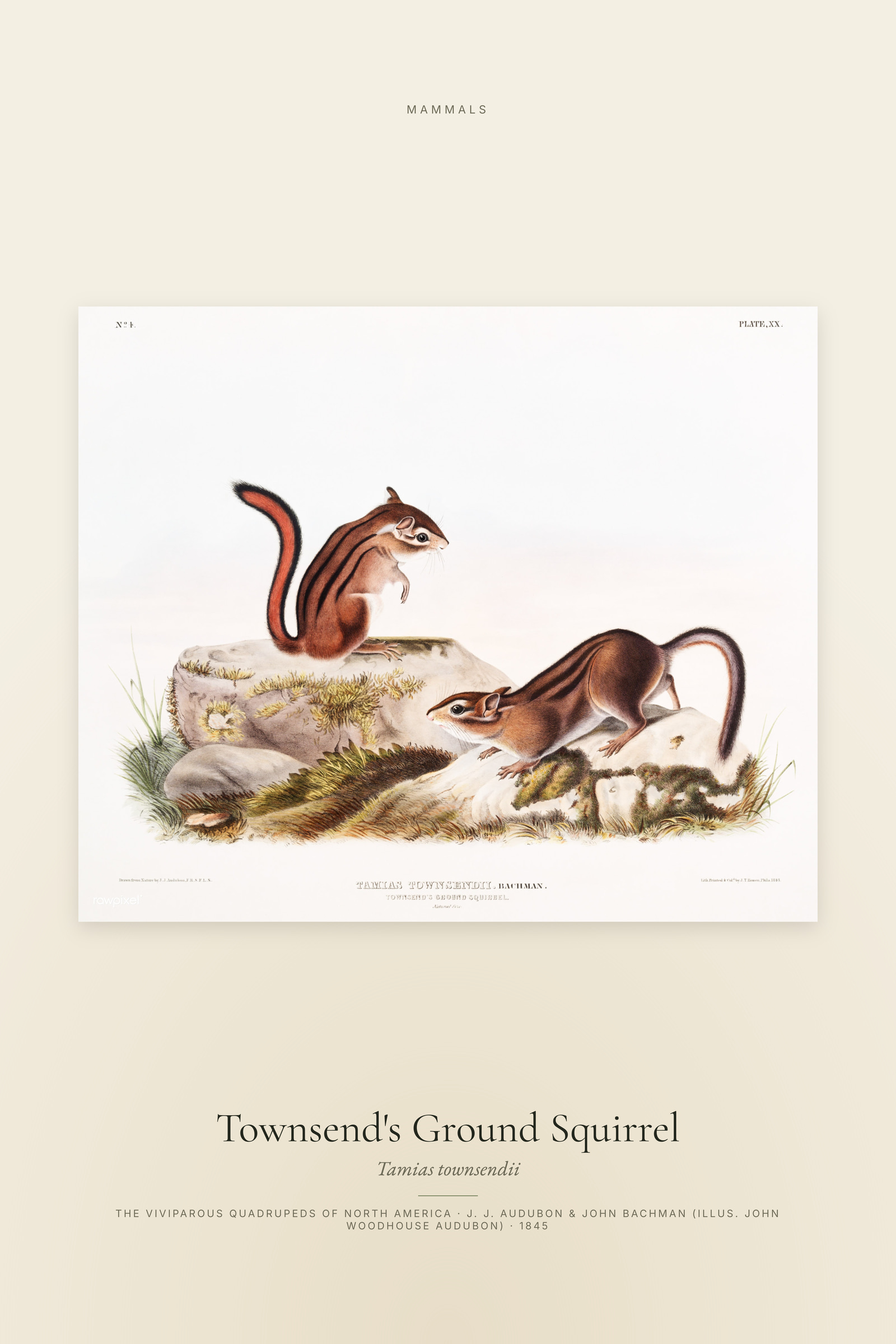 Townsend's Ground Squirrel