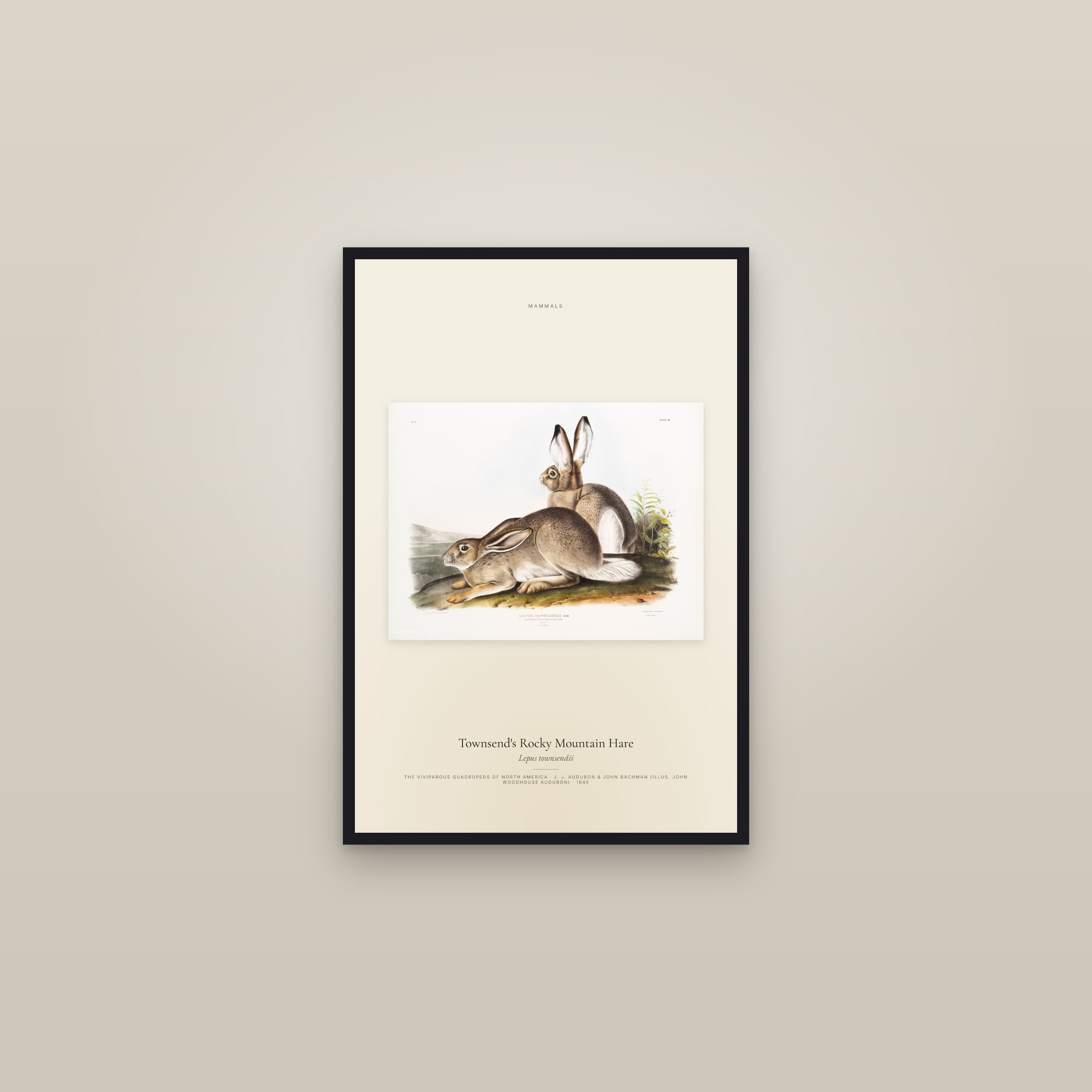 Townsend's Rocky Mountain Hare — framed in a gallery setting
