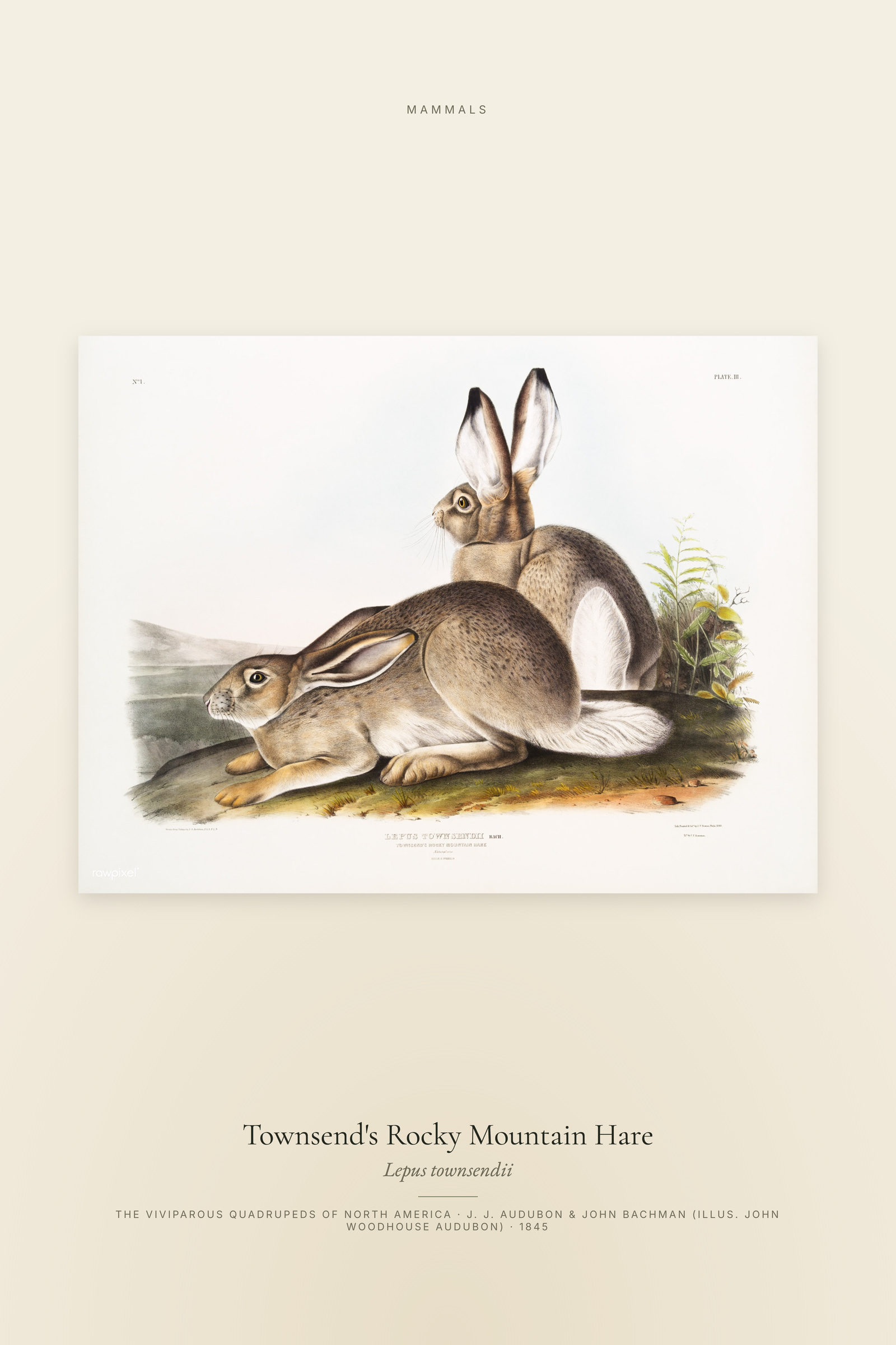 Townsend's Rocky Mountain Hare