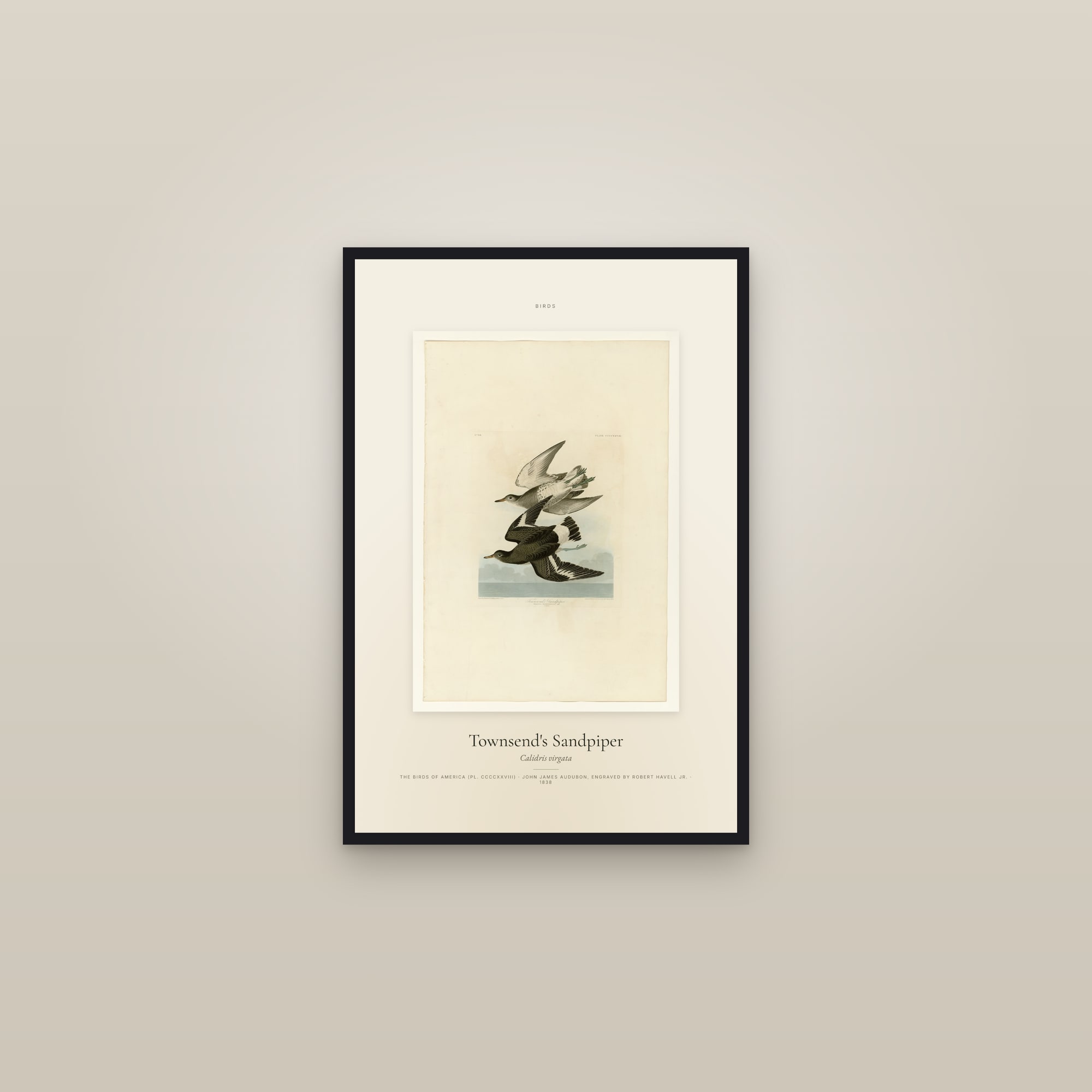 Townsend's Sandpiper — Specimen — framed in a gallery setting