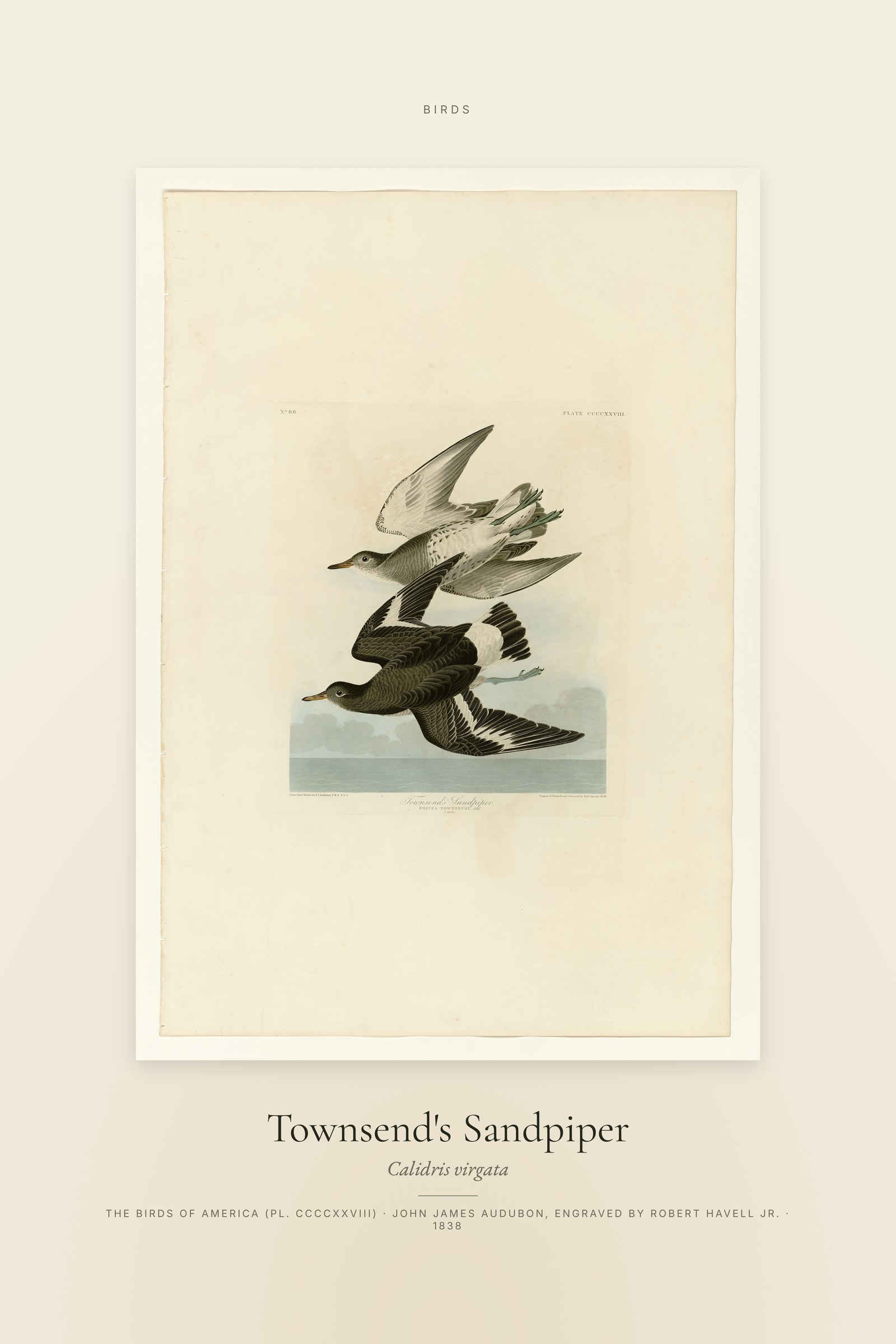 Townsend's Sandpiper — Specimen