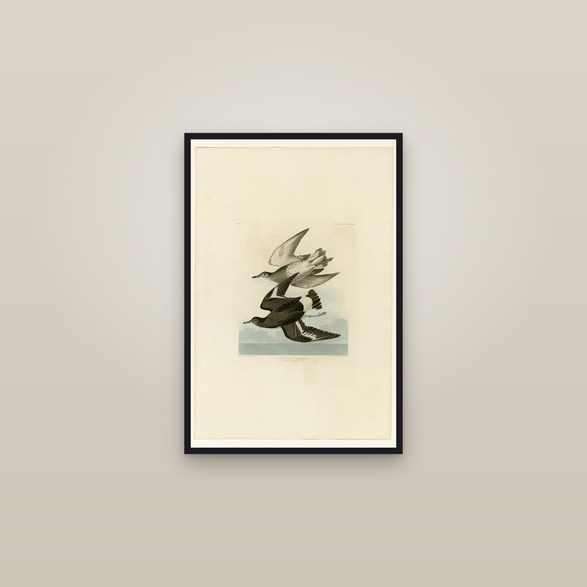Townsend's Sandpiper — framed in a gallery setting
