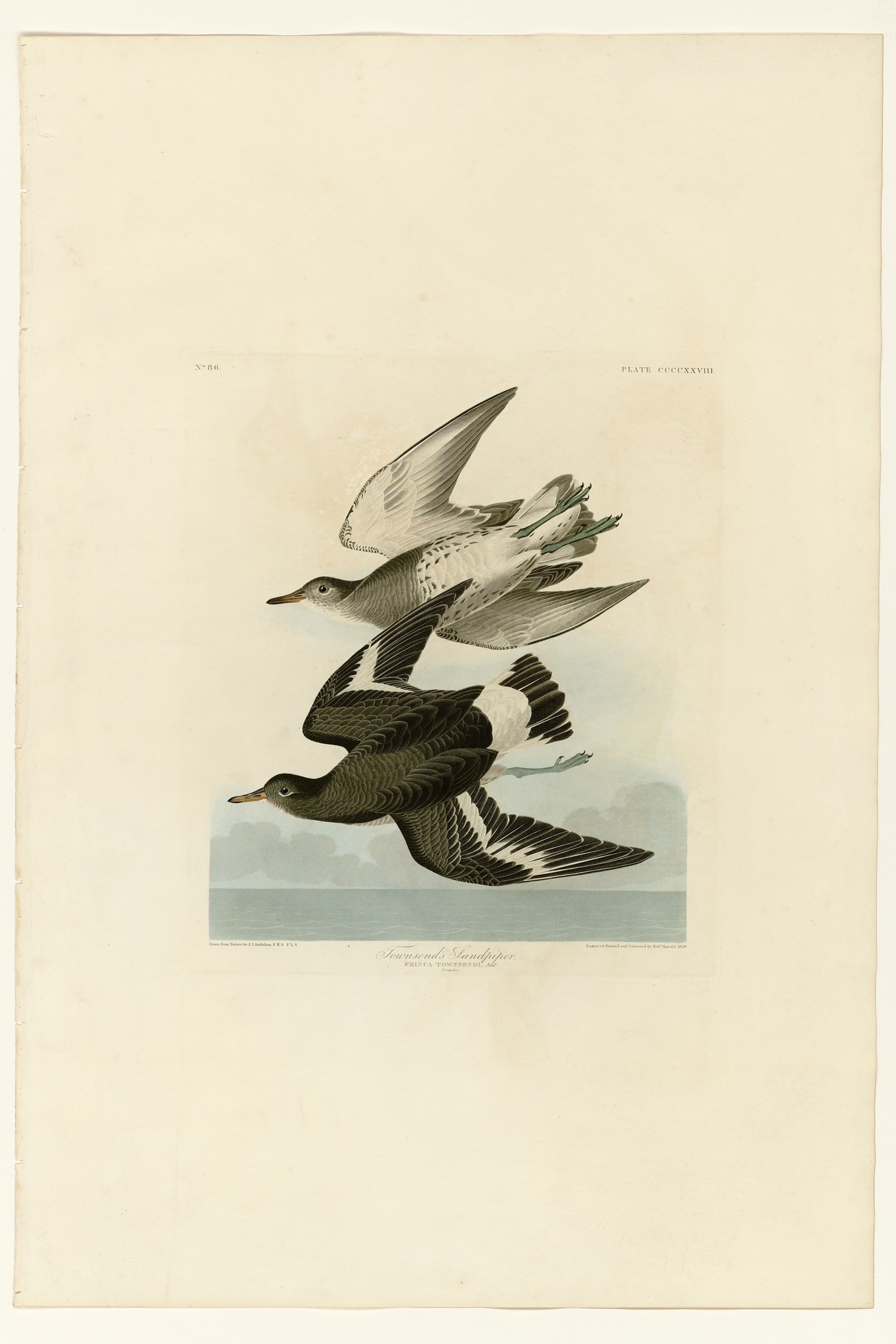 Townsend's Sandpiper