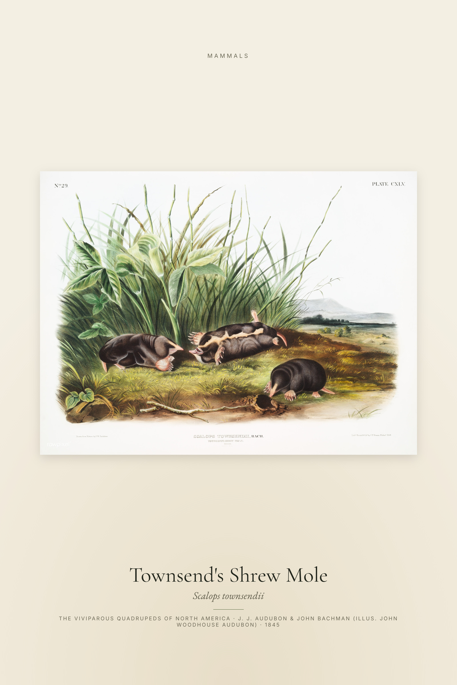 Townsend's Shrew Mole