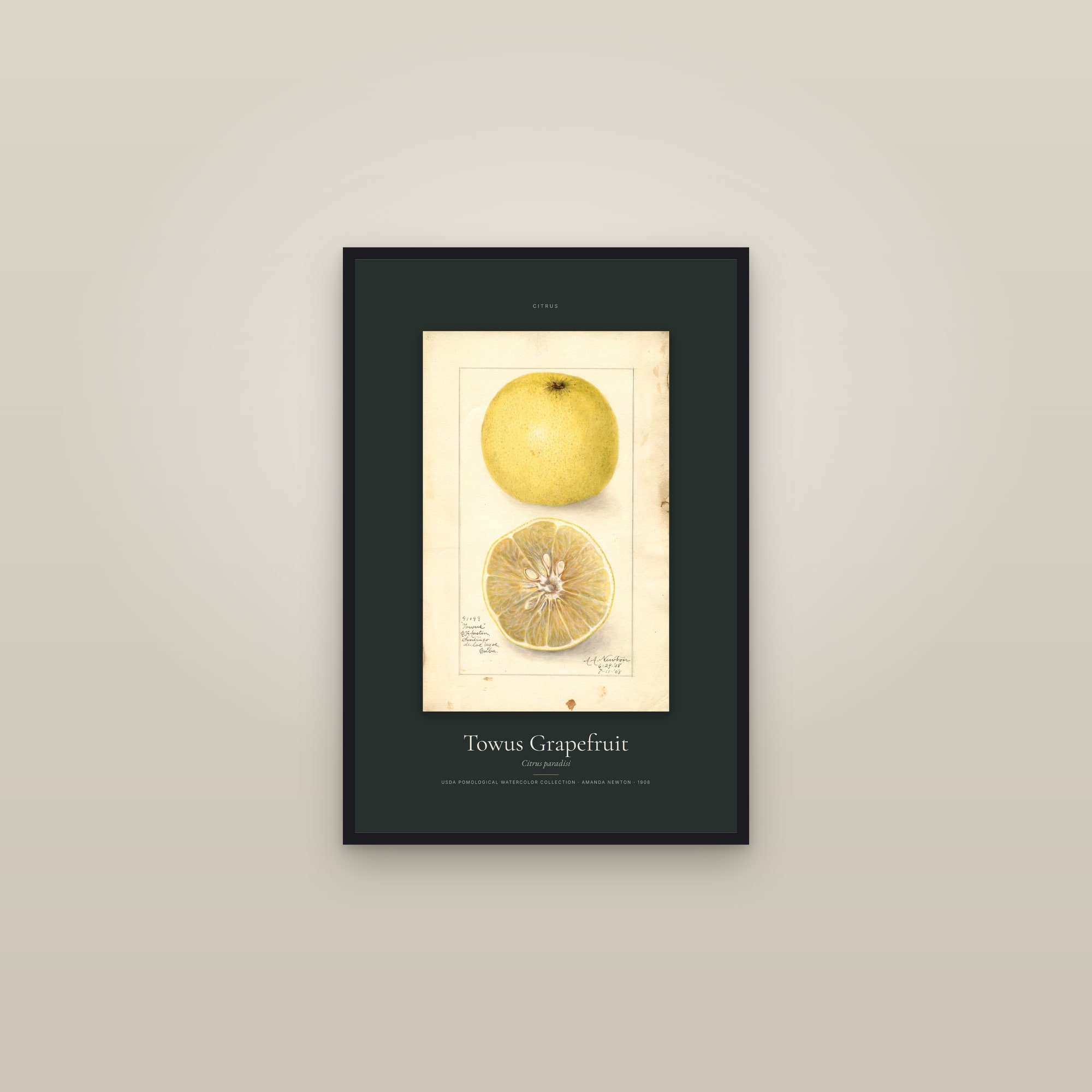 Towus Grapefruit — Specimen — framed in a gallery setting