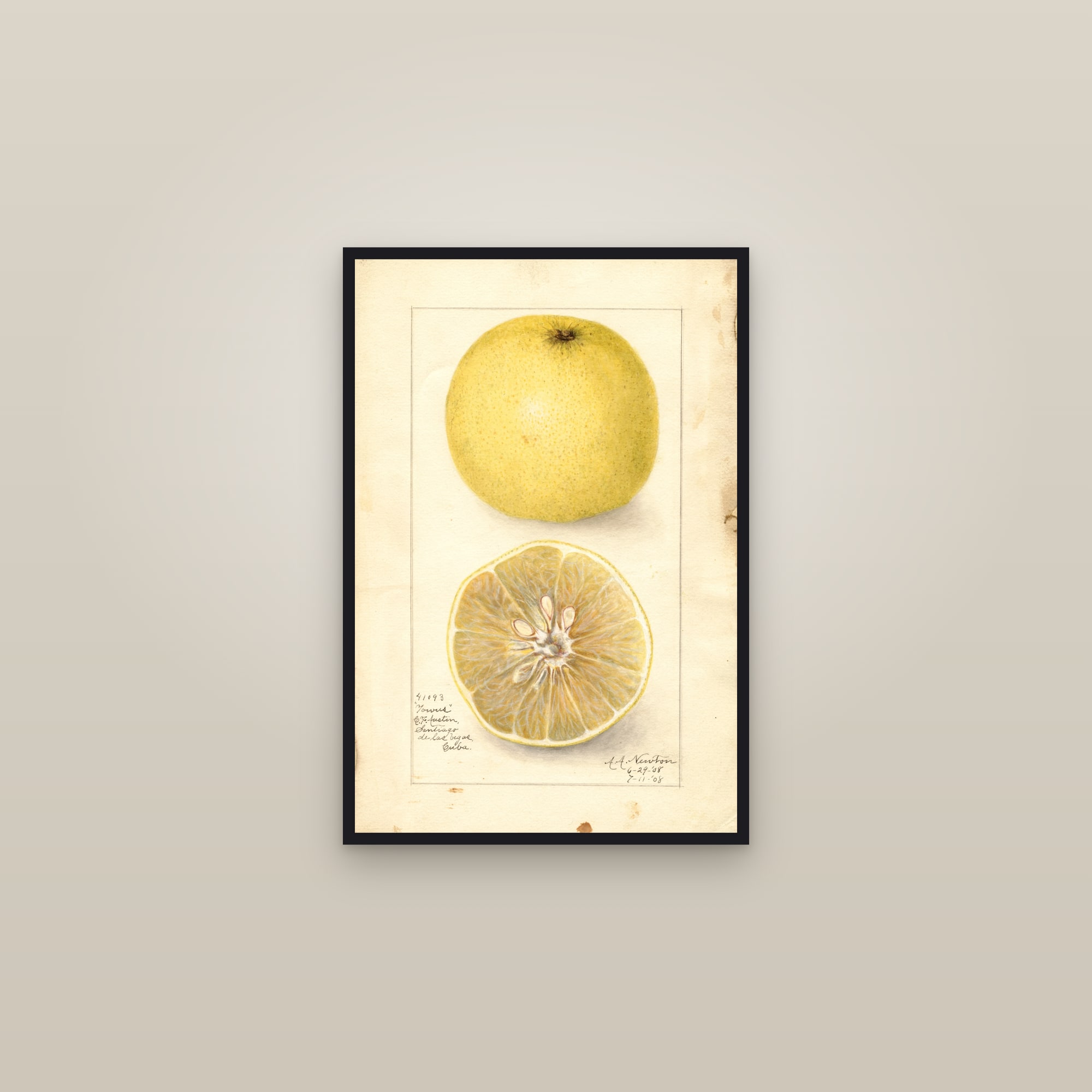 Towus Grapefruit — framed in a gallery setting