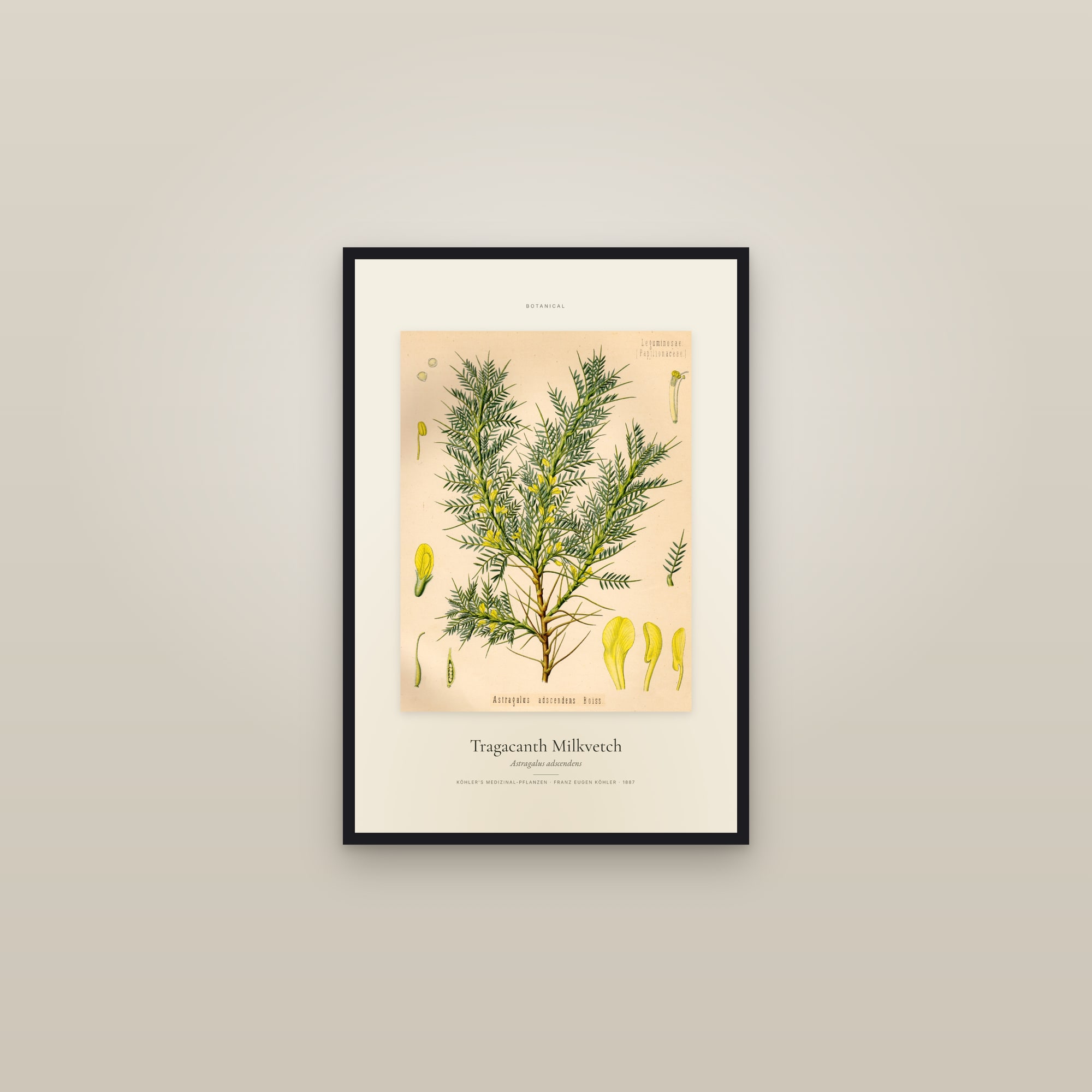 Tragacanth Milkvetch — Specimen — framed in a gallery setting