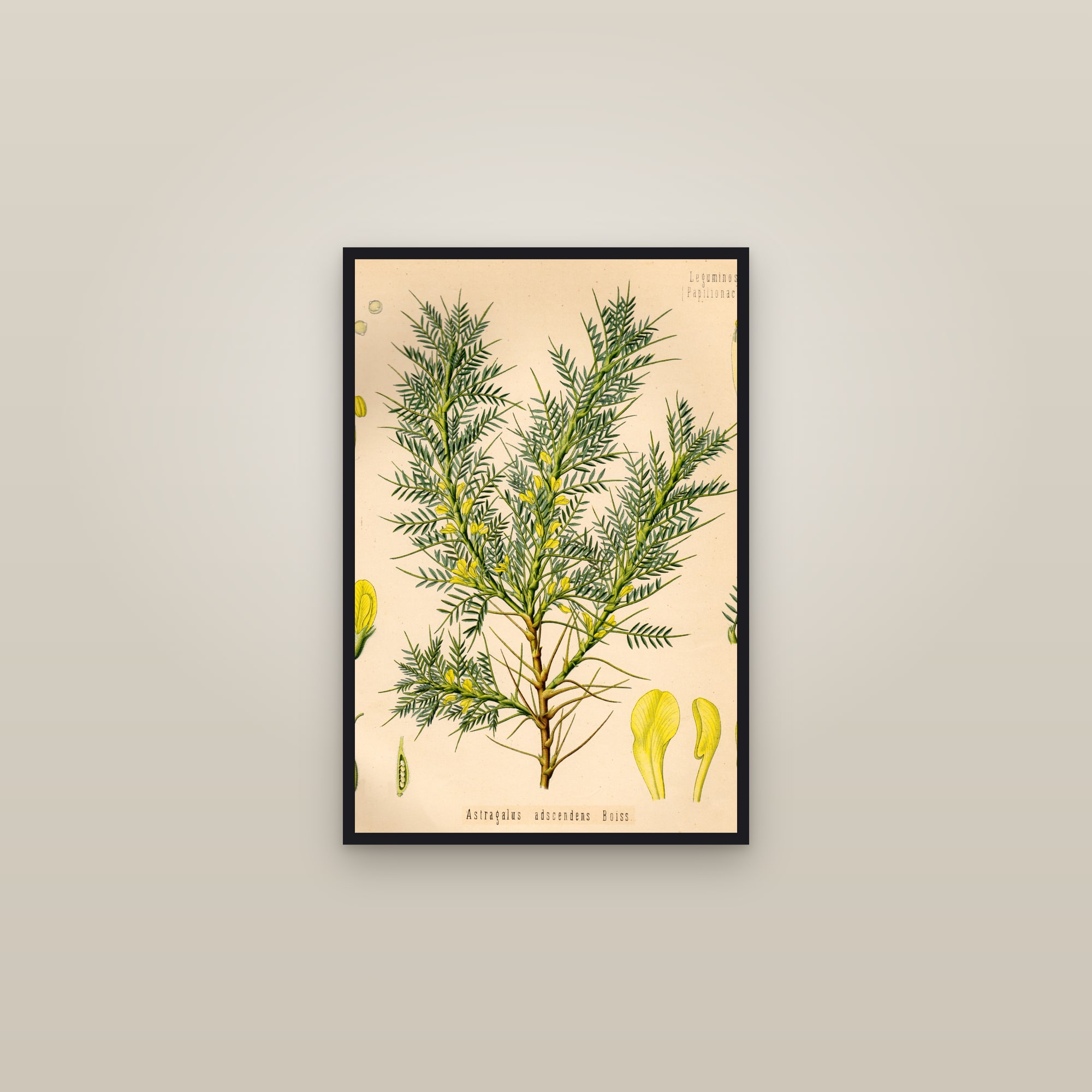 Tragacanth Milkvetch — framed in a gallery setting