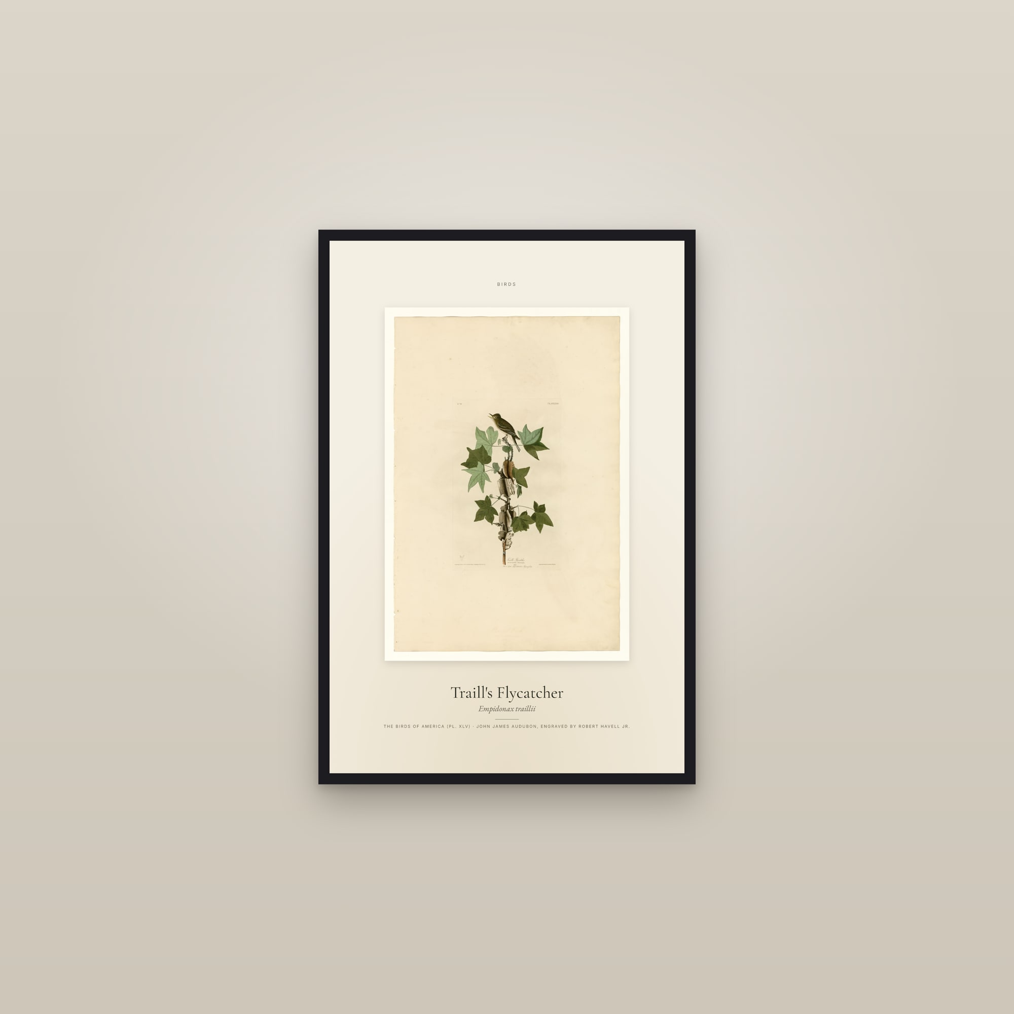 Traill's Flycatcher — Specimen — framed in a gallery setting