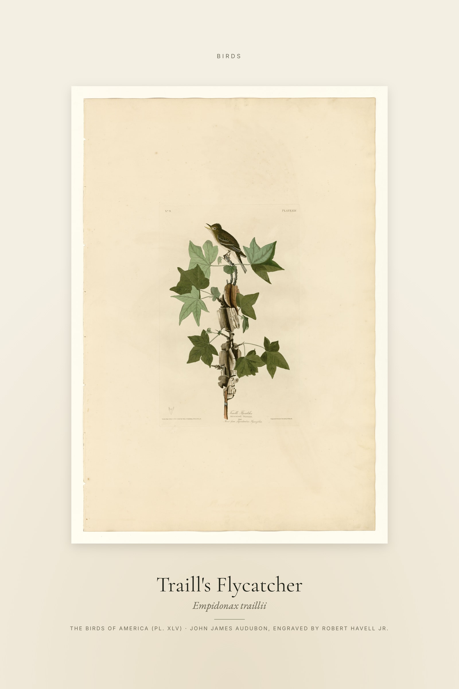 Traill's Flycatcher — Specimen