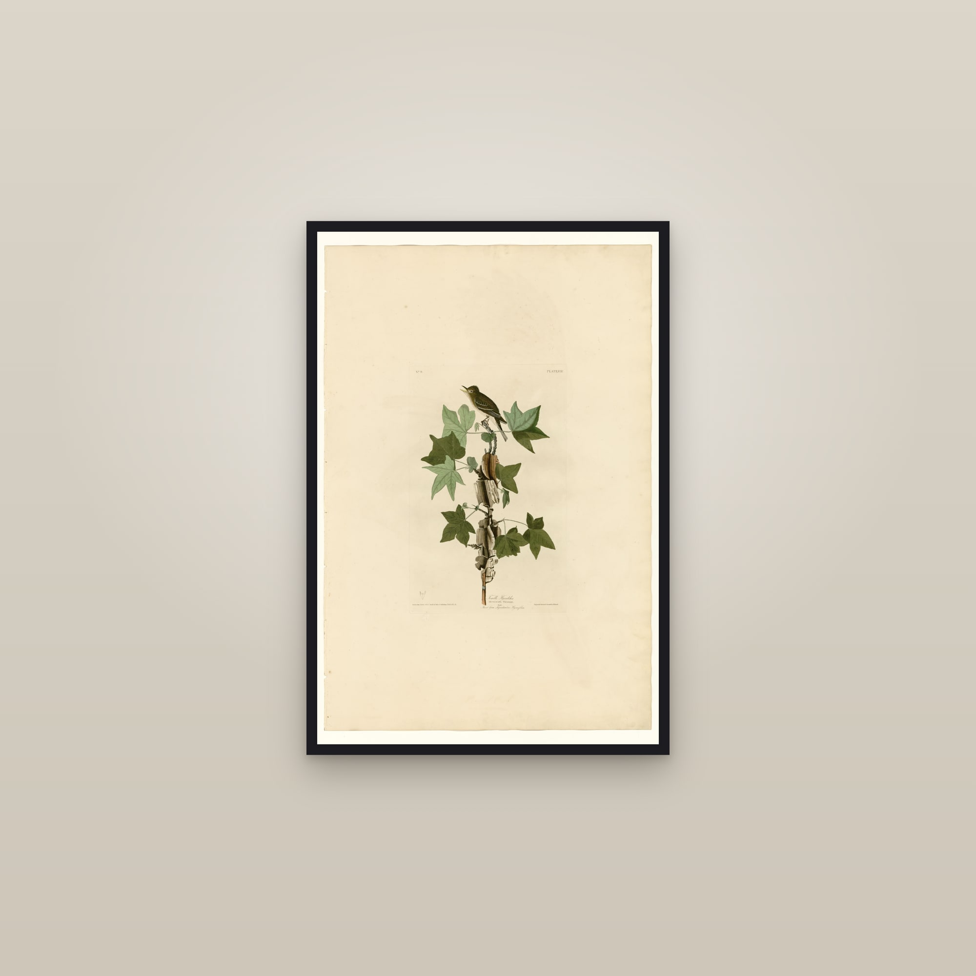 Traill's Flycatcher — framed in a gallery setting