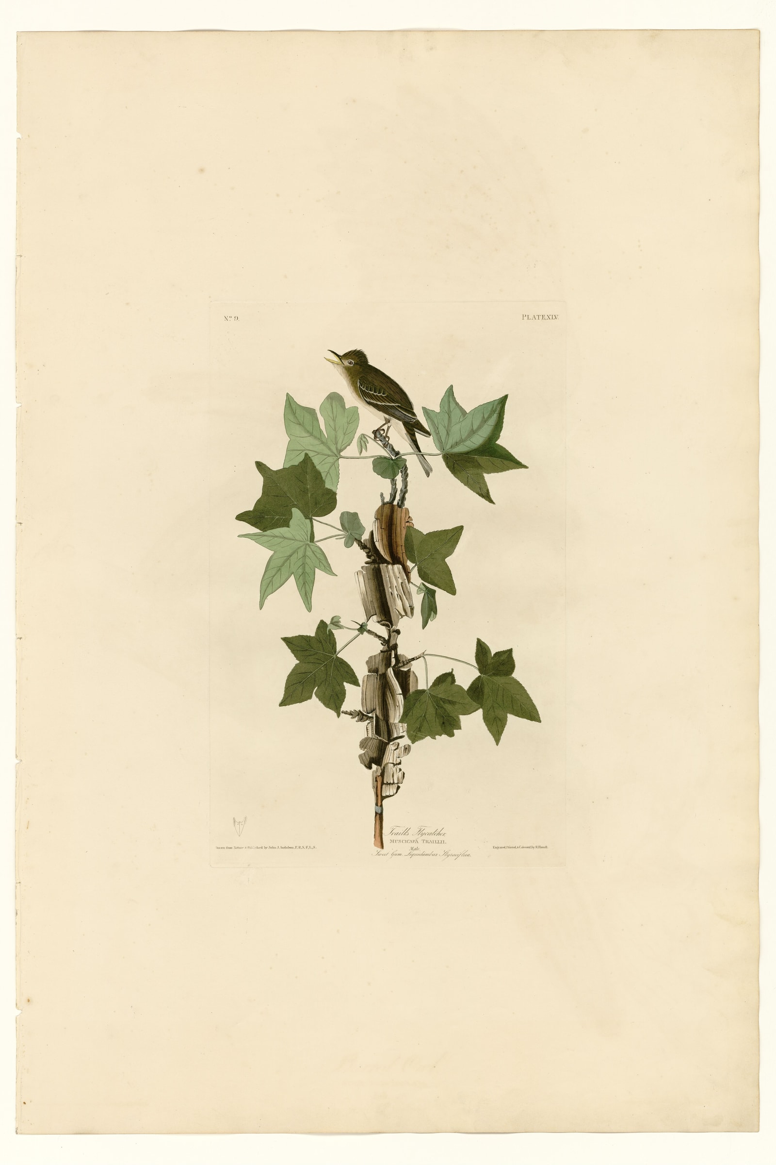 Traill's Flycatcher