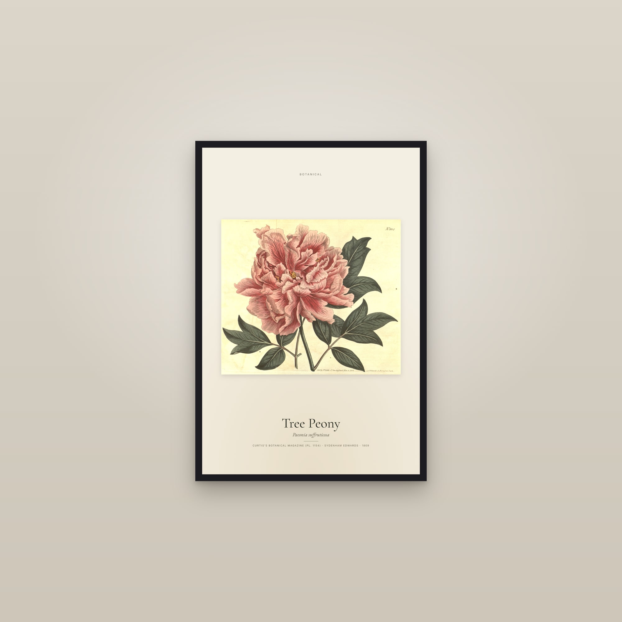 Tree Peony — framed in a gallery setting