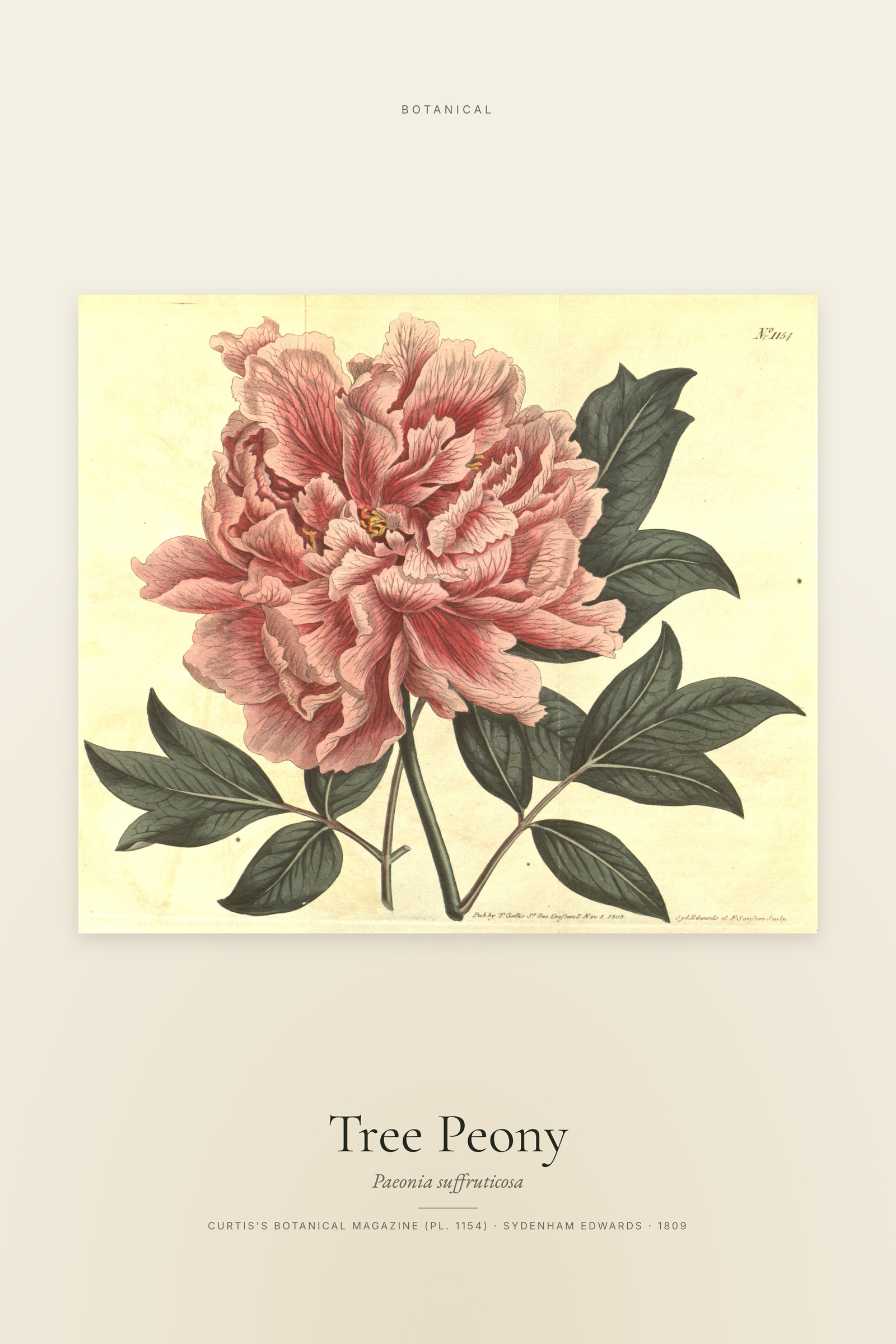 Tree Peony