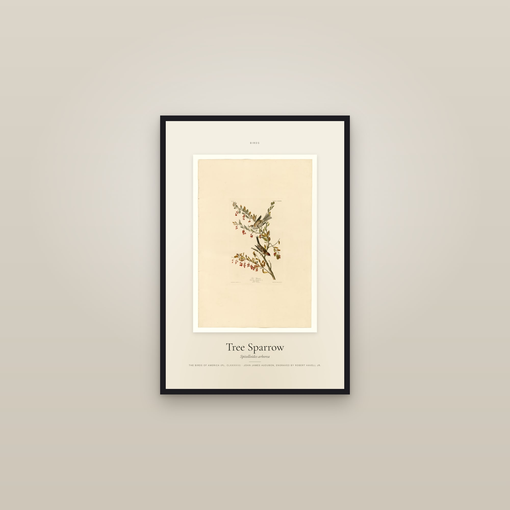 Tree Sparrow — Specimen — framed in a gallery setting