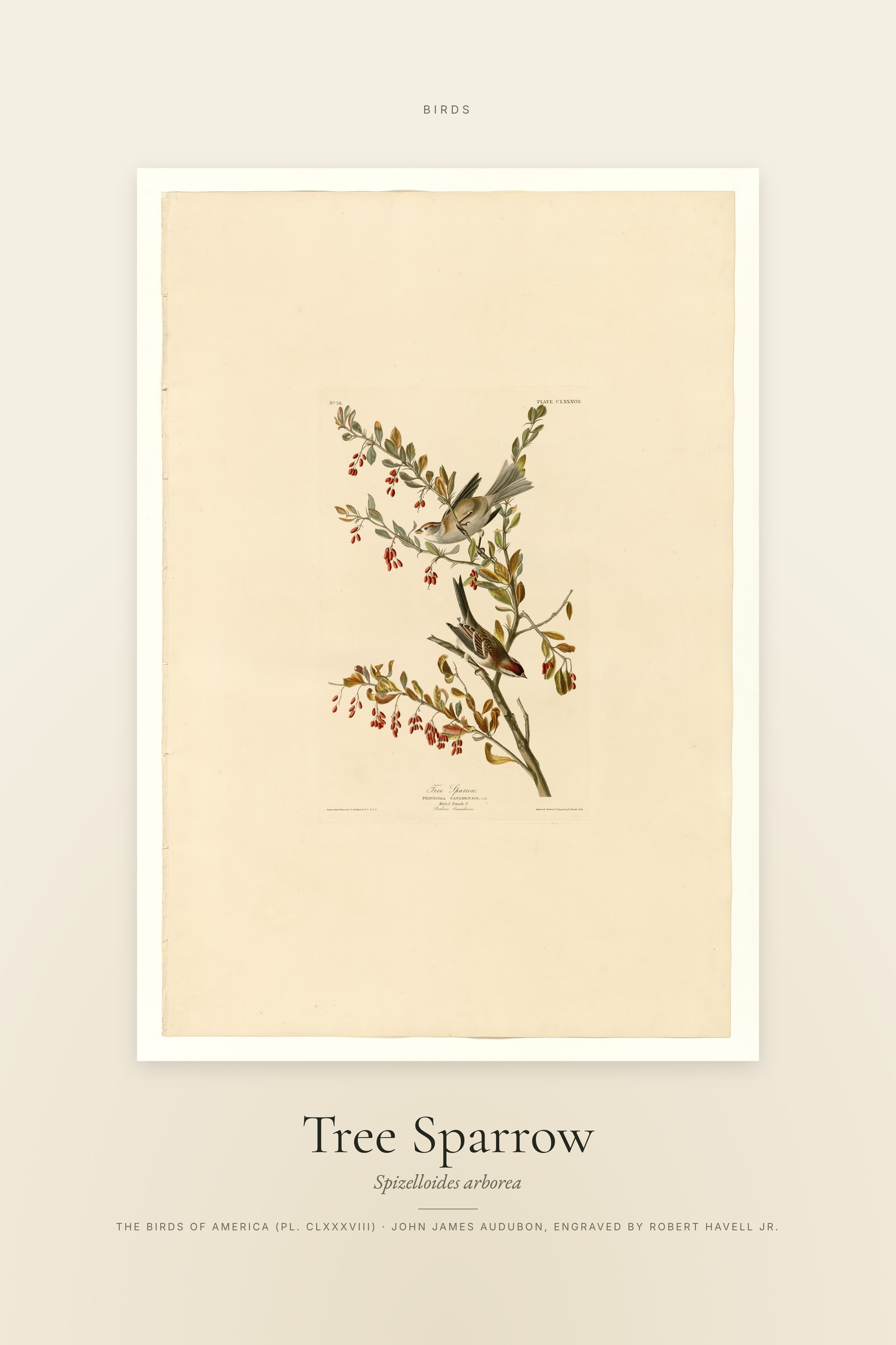 Tree Sparrow — Specimen