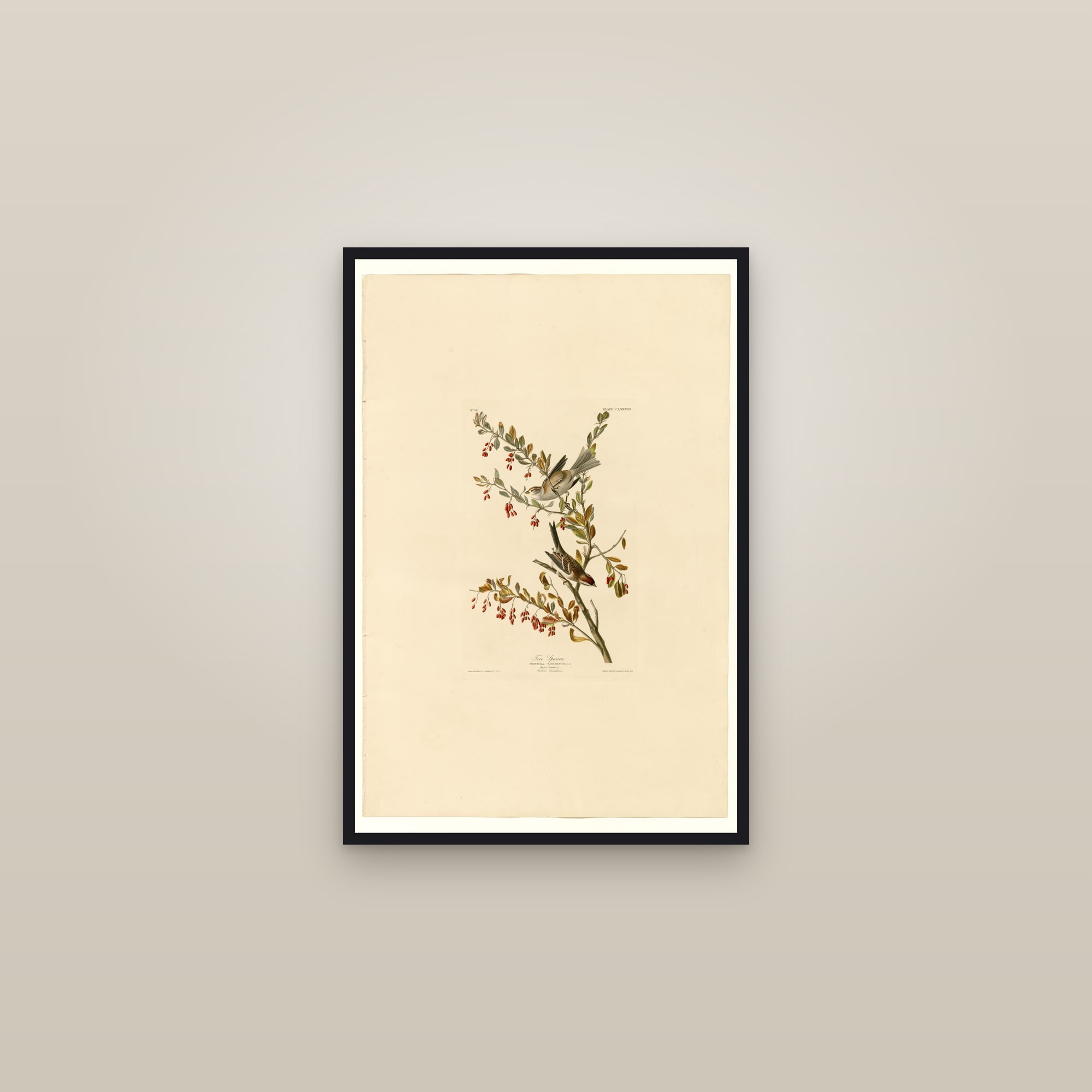 Tree Sparrow — framed in a gallery setting