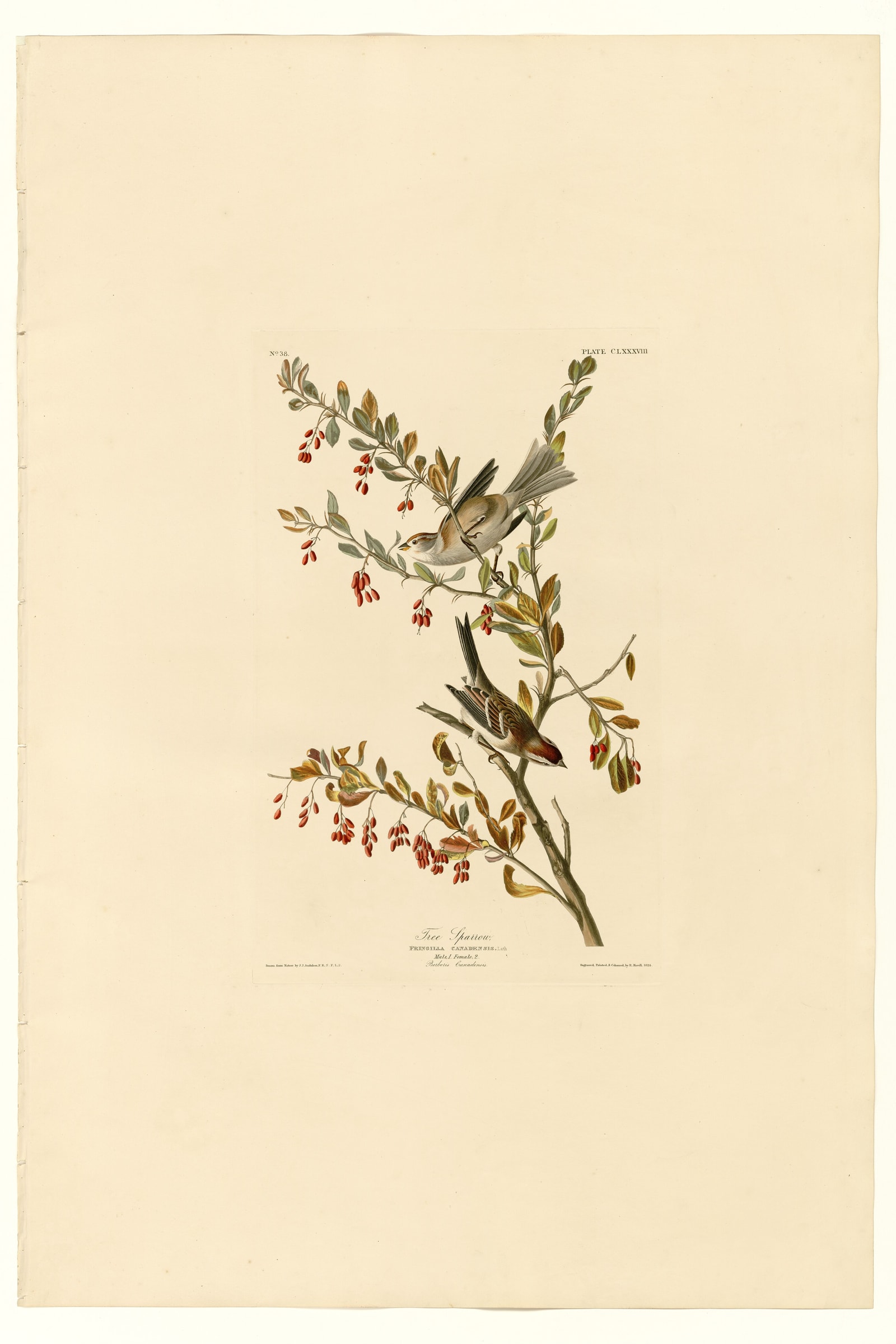 Tree Sparrow