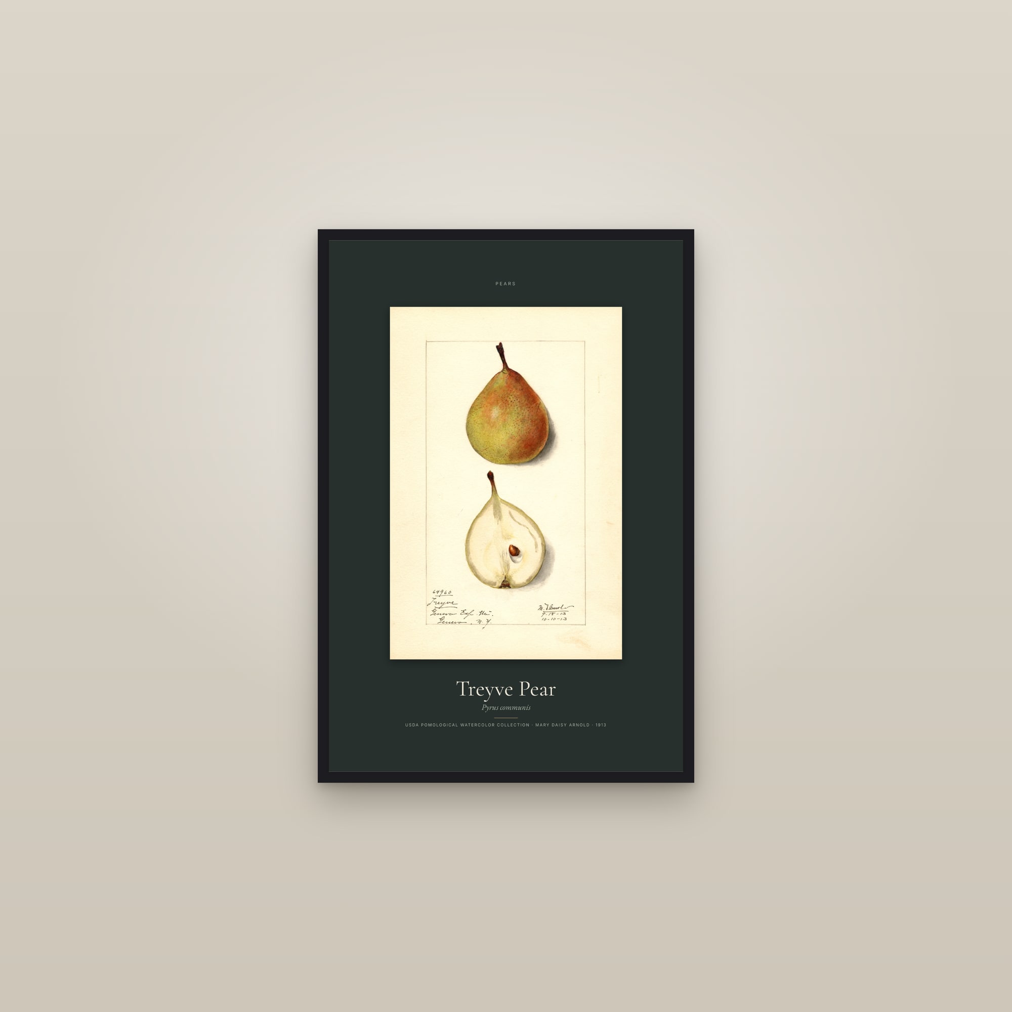 Treyve Pear — Specimen — framed in a gallery setting